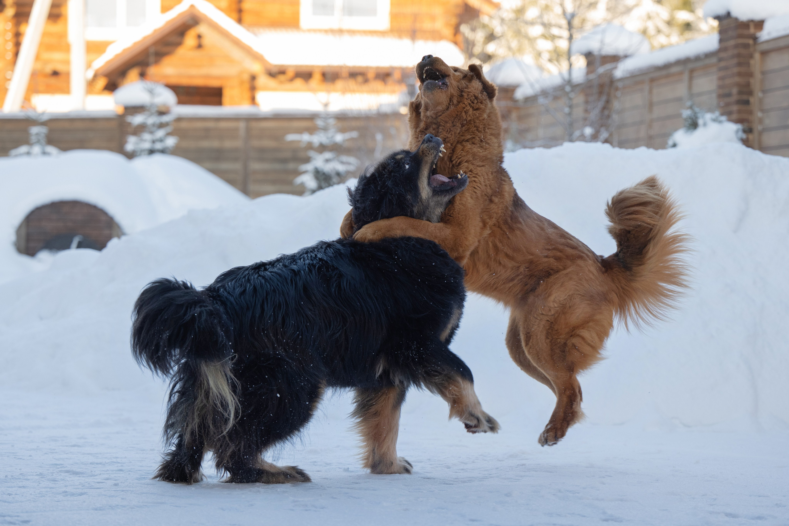 Мои Злата и Фред. -