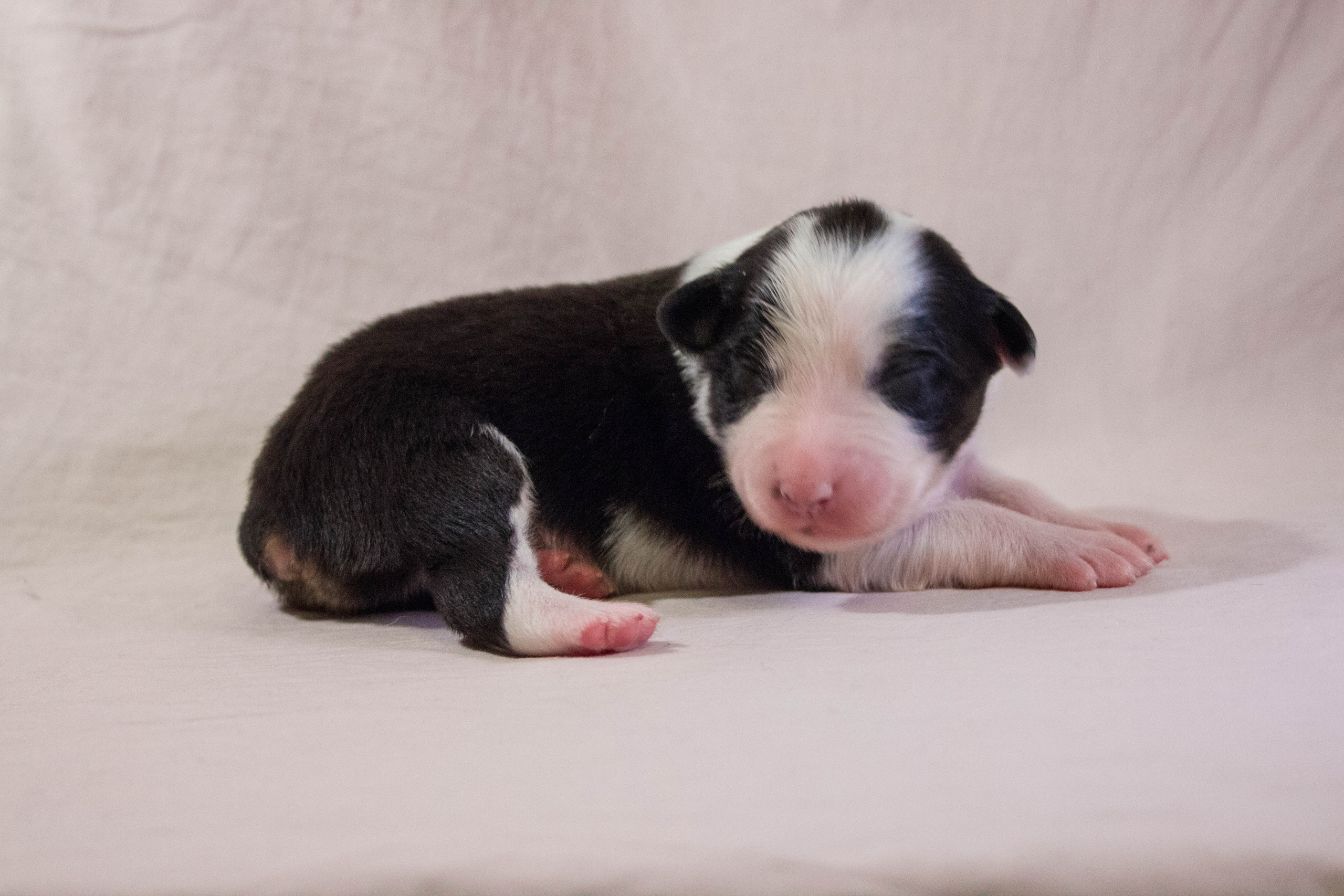 Ива. BLGKV питомник собак