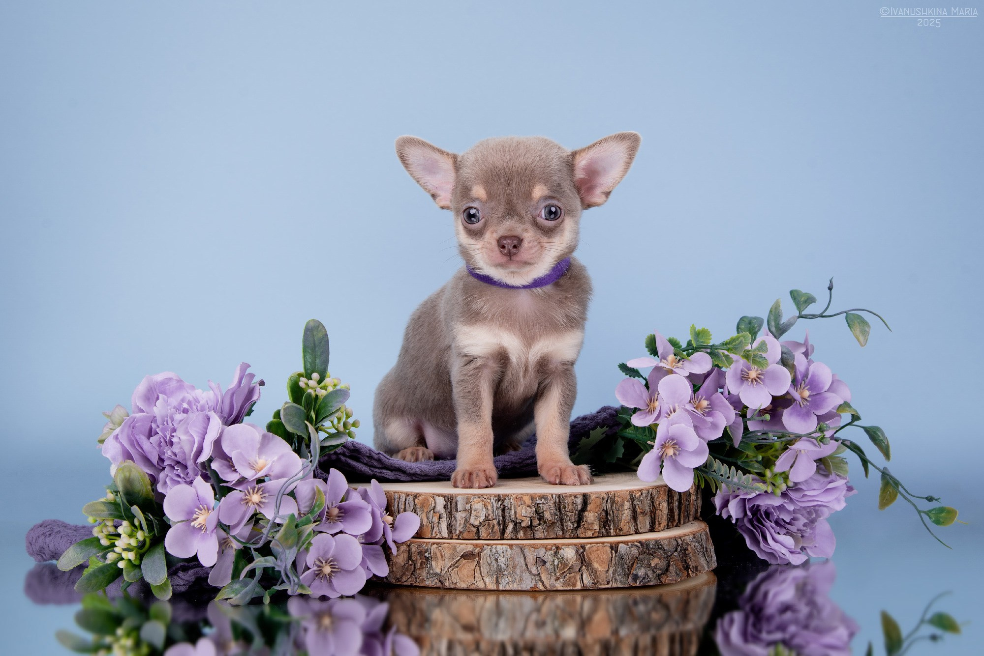 Фотосессия щенков на фонах. Фотограф собак в Москве и Московской области Иванушкина Мария
