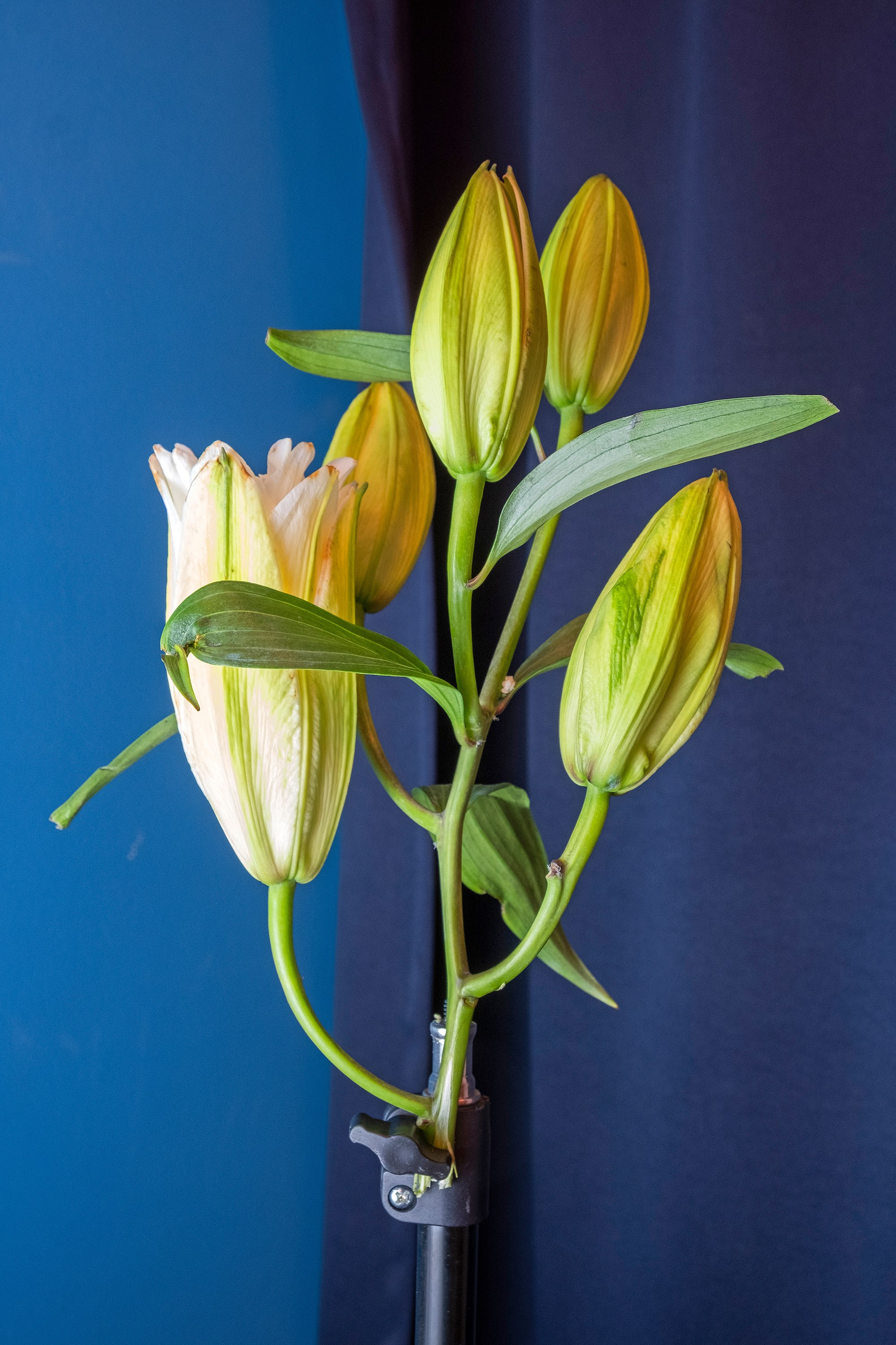 Флирт цветов. Стас Понятовский