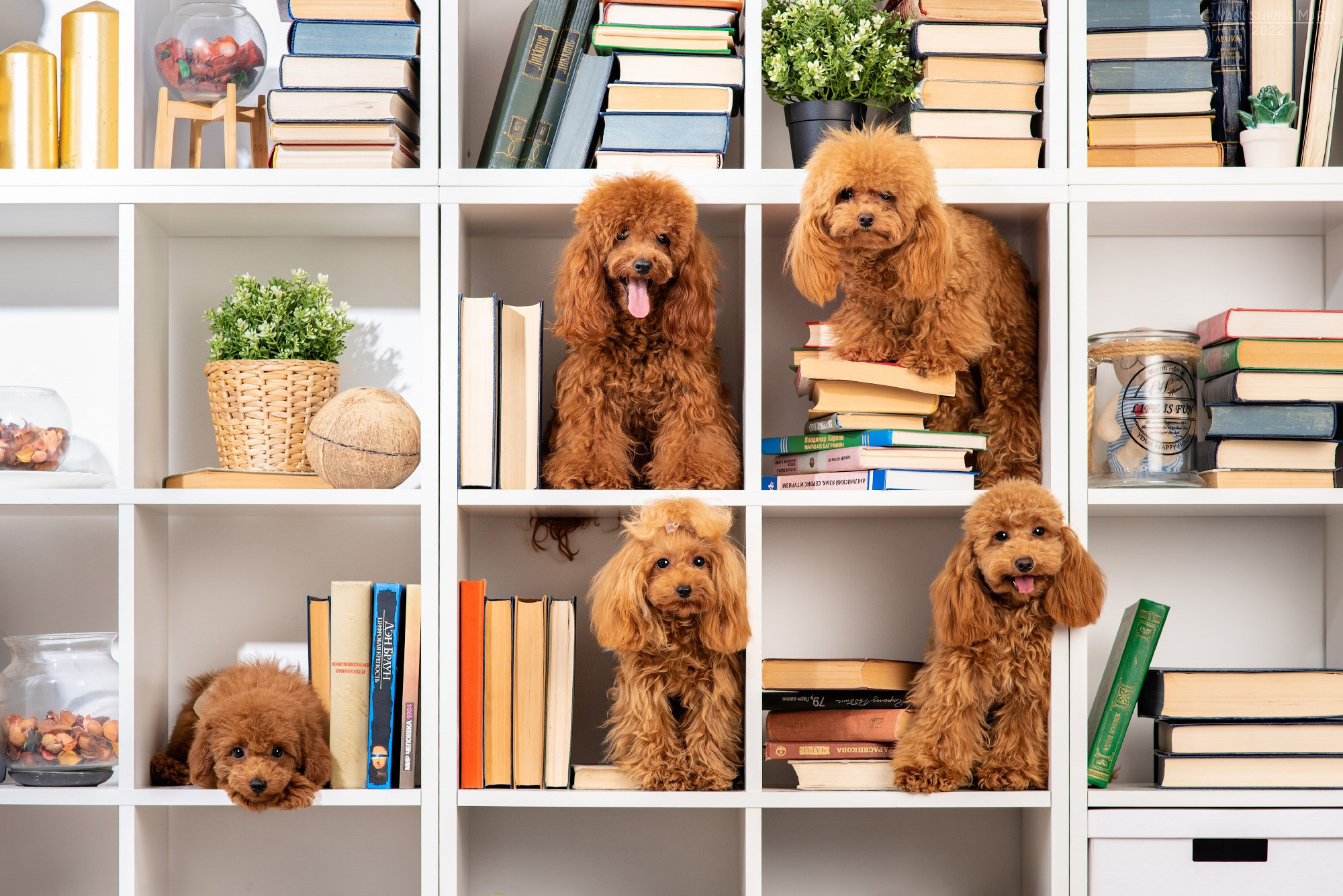 Съемки в интерьерных студиях. Фотограф собак в Москве и Московской области Иванушкина Мария