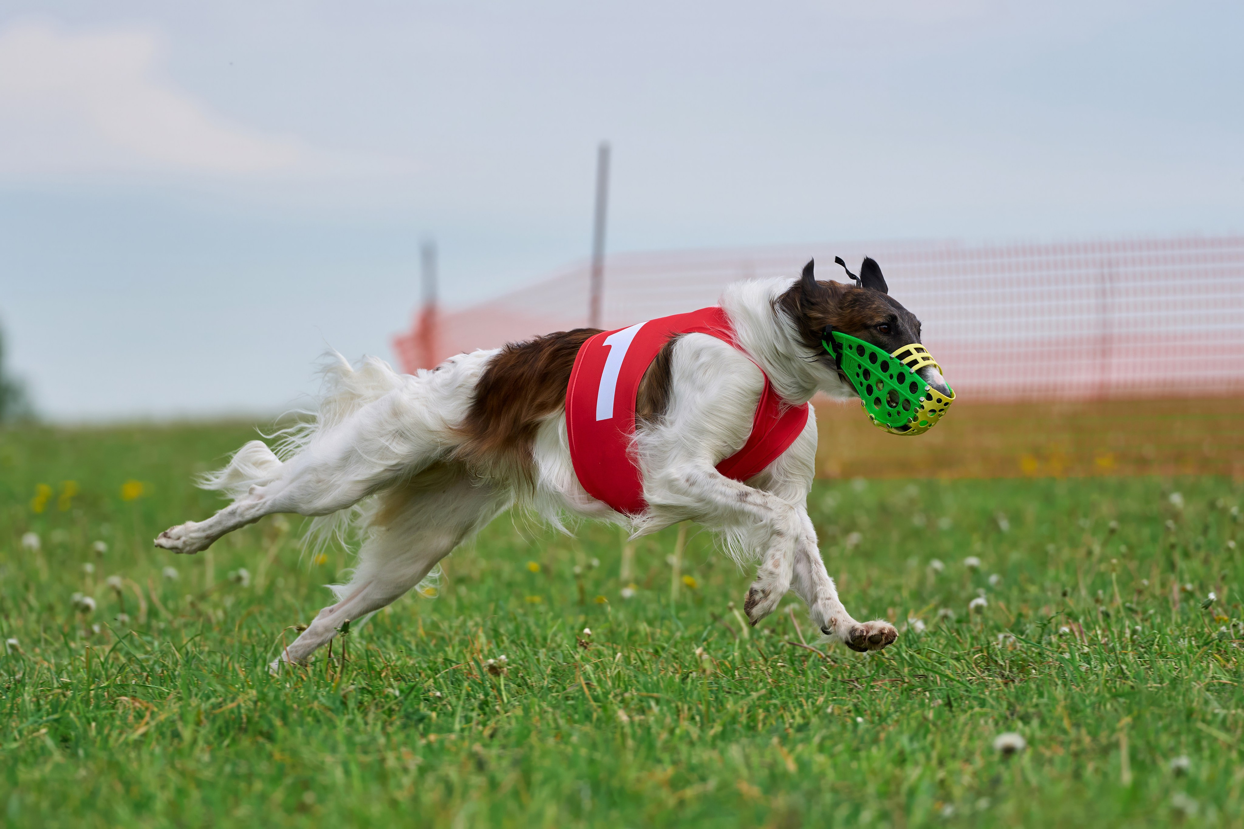 Квалификация по рейсингу. РАЛББ и Курсинг на Ярославке. Фотограф-анималист Михаил Манухин