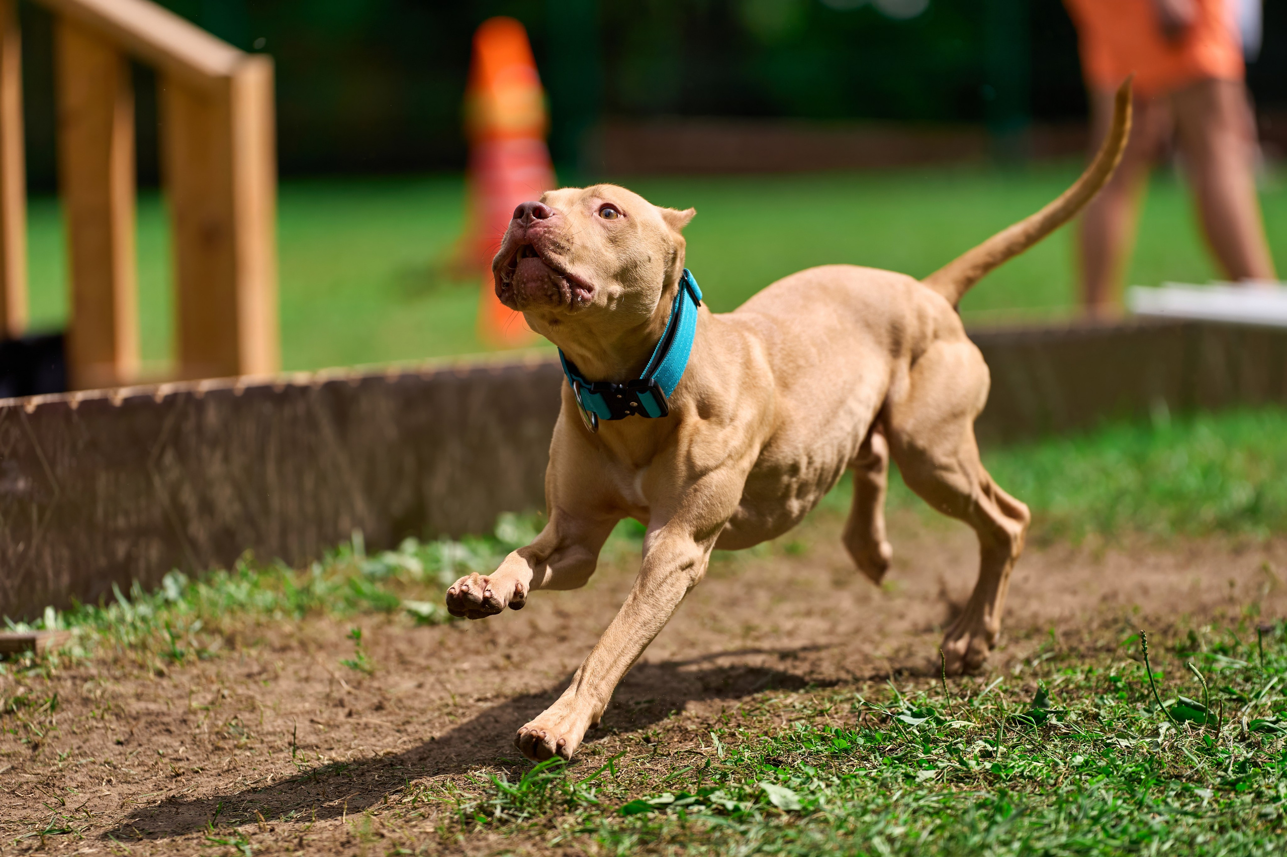 Jump'n'Gym JUMP! — 2024. Фотограф-анималист Михаил Манухин