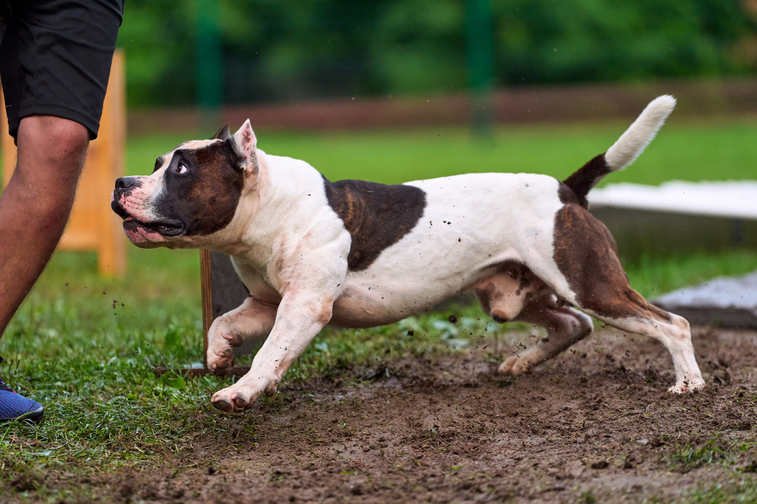 Jump'n'Gym JUMP! — 2024. Фотограф-анималист Михаил Манухин