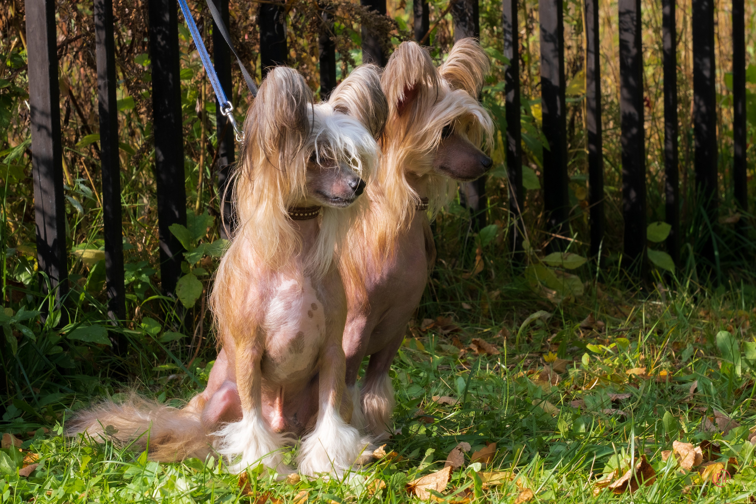 On a walk. Chinese Crested Dog Kennel Poale Ell