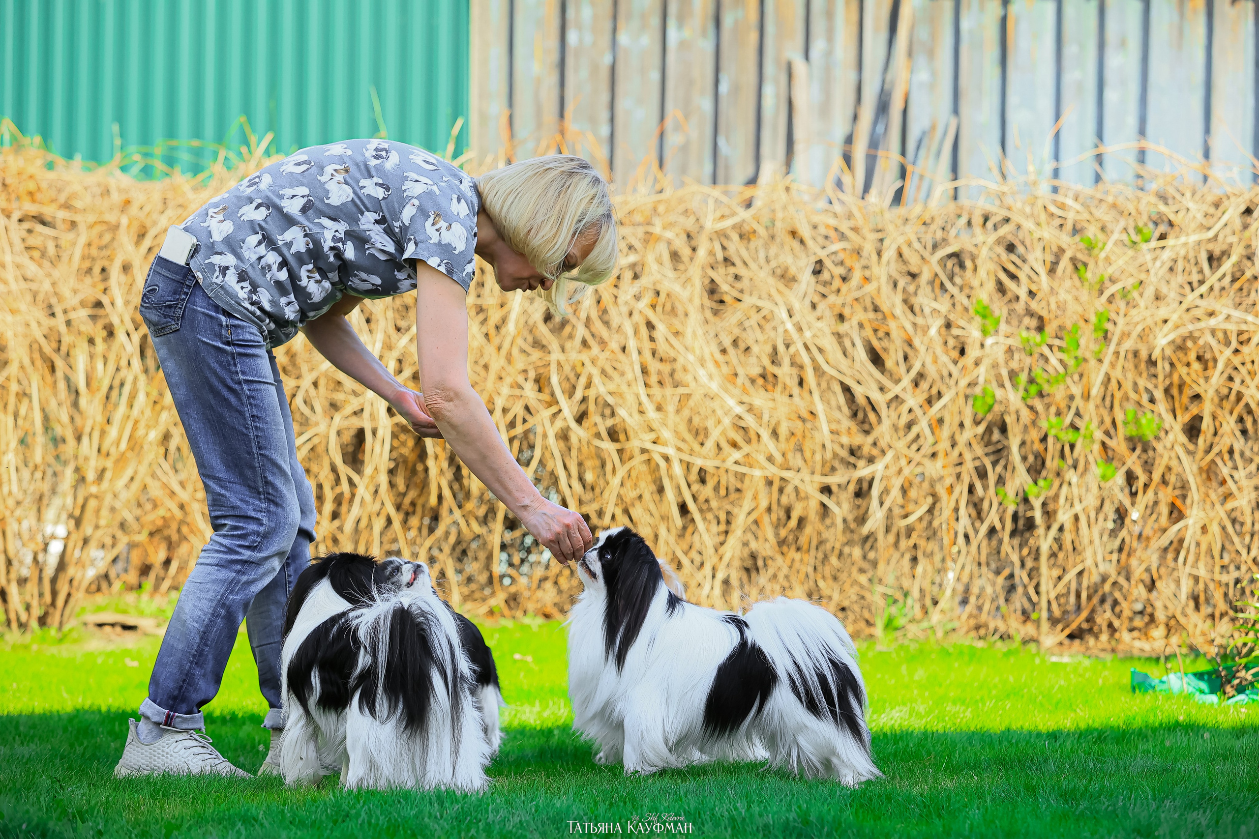 Японский хин, фотография японский хин, собака в цветах, красивая собака, фотограф анималист, фотокурс Анималистика, научиться фотографировать собак, фотограф Новосибирск