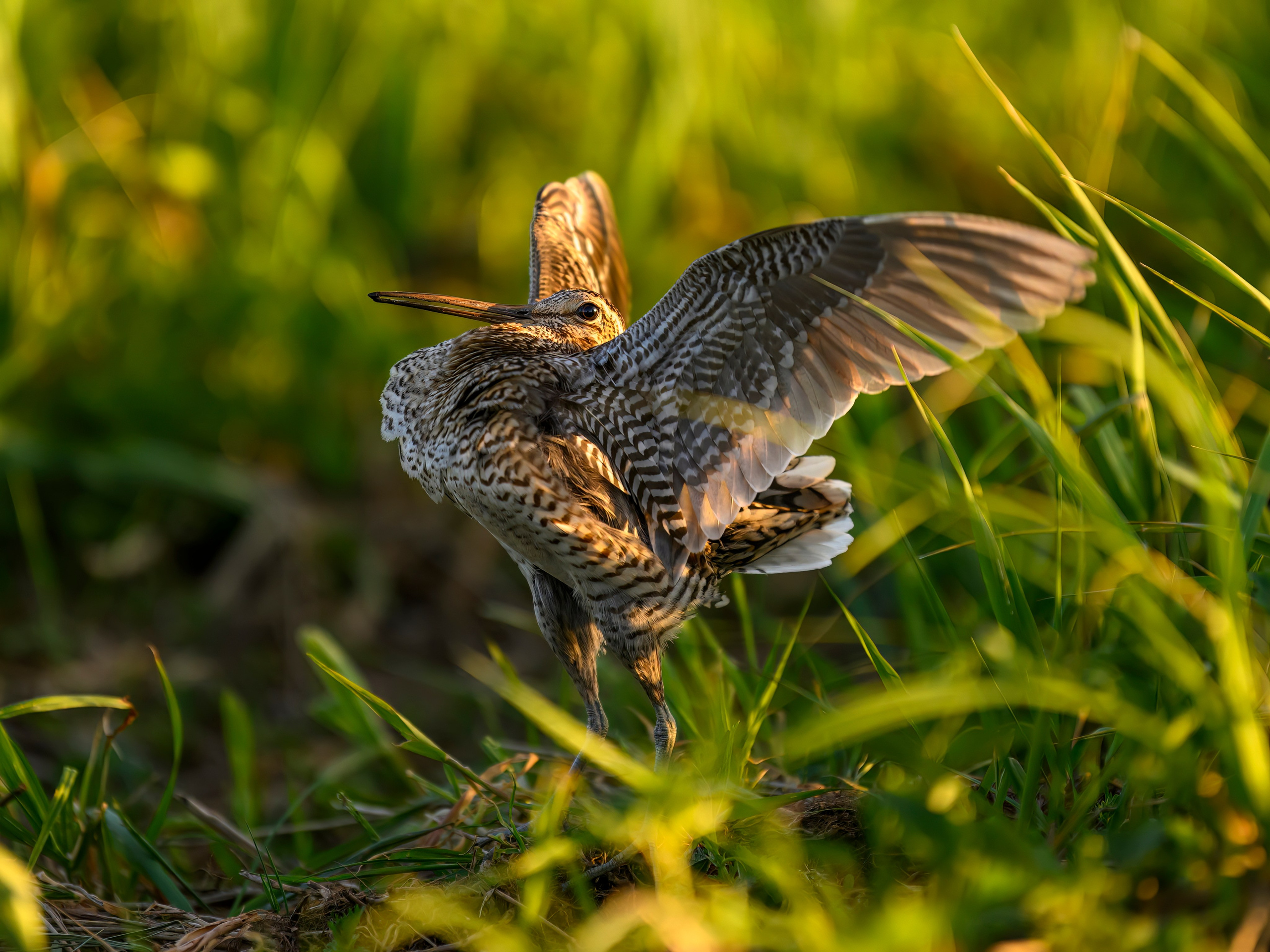 Дупелиный ток: настоящие гусары!. Фотограф Сергей Пупонин