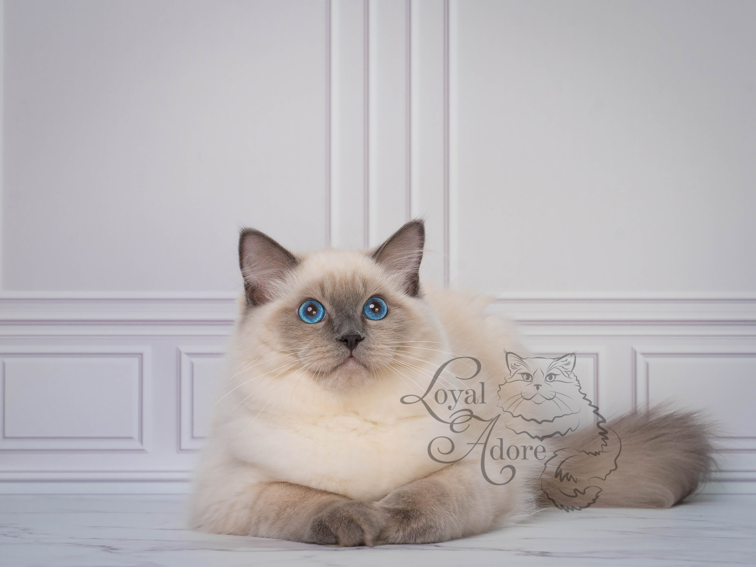 Все свободные котята. Питомник рэгдолл Loyal Adore