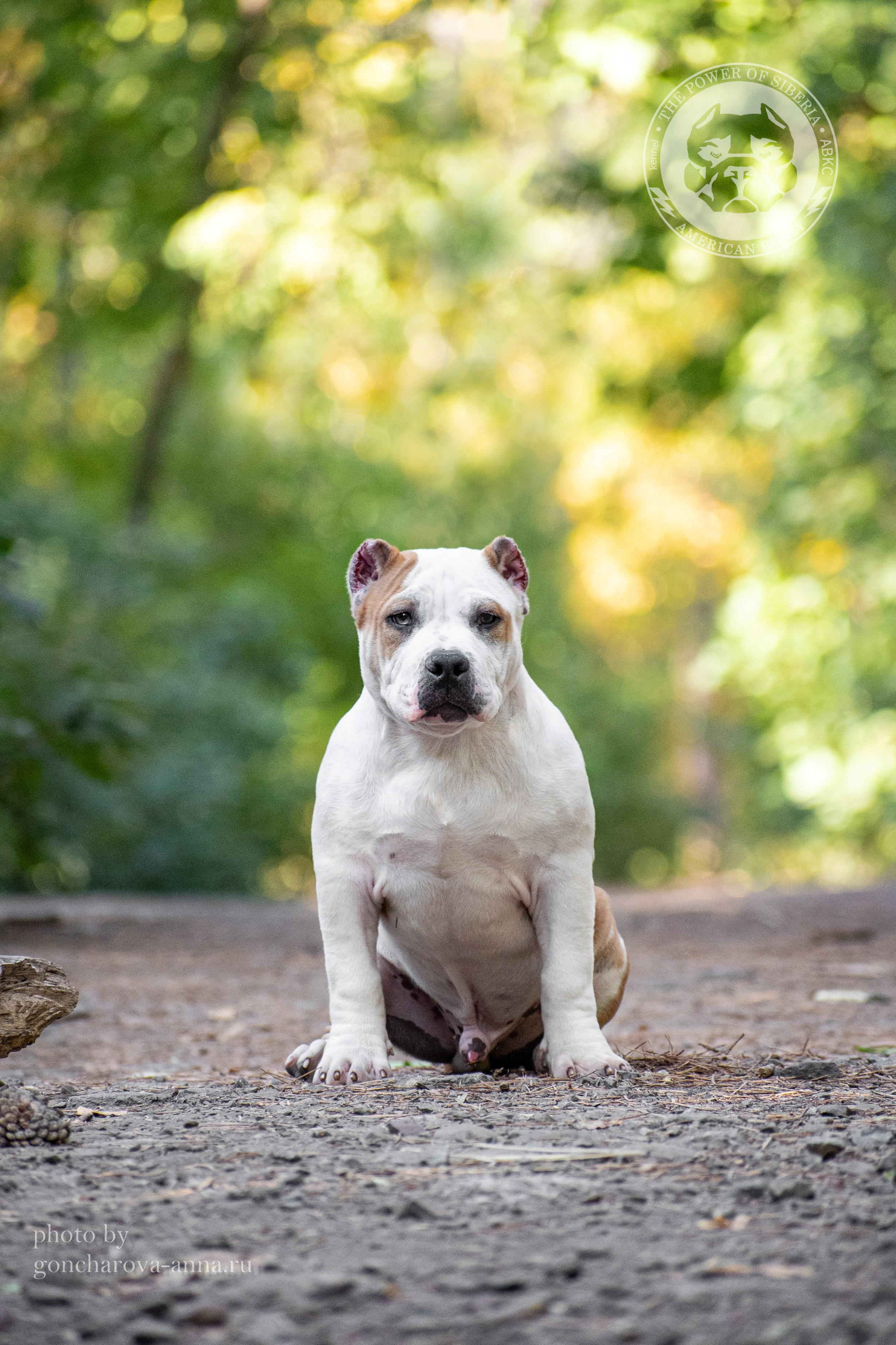купить щенка American Bully в Сочи