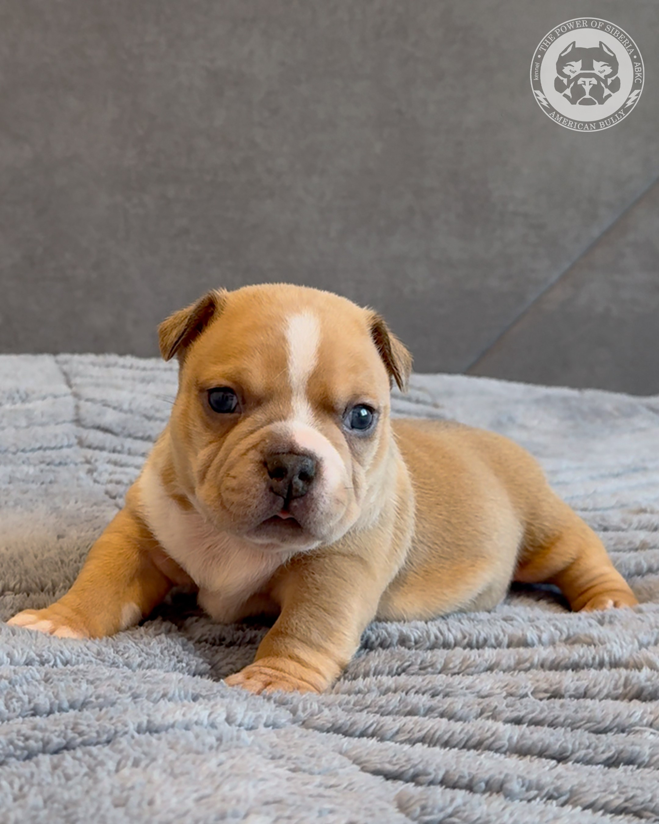 15.03.26-Баффи-Зевс. Американский Булли в г. Ростов-на-Дону. Питомник THE POWER OF SIBERIA