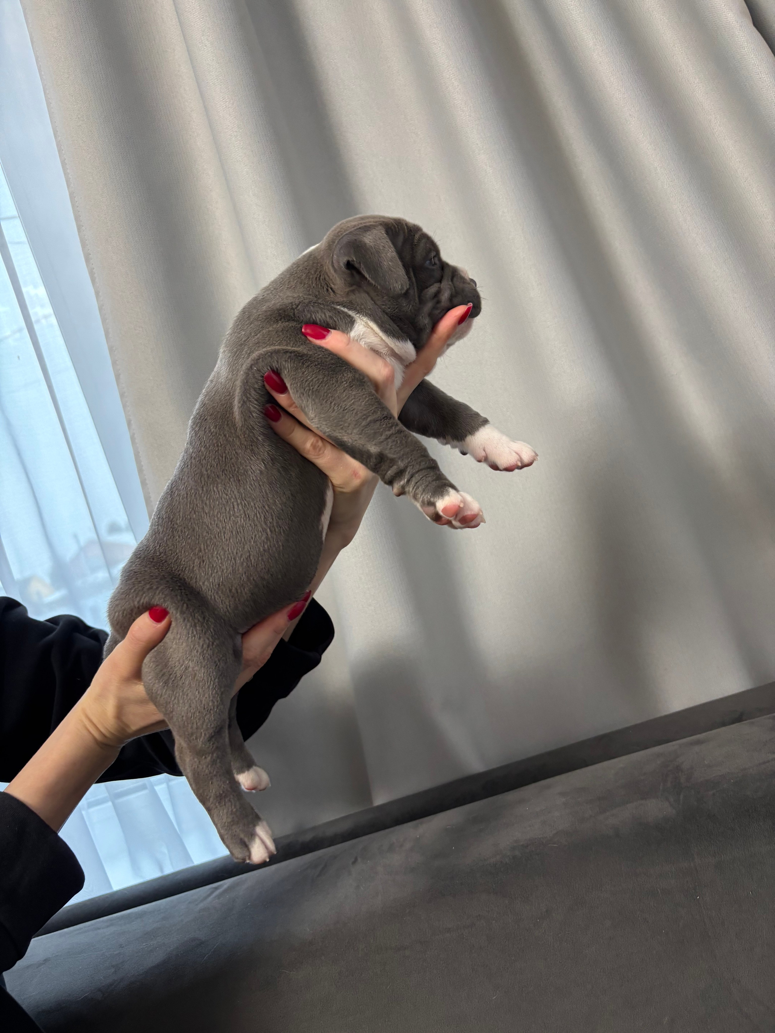 Помет Рич и Дося 04.02.25. Американский Булли в г. Ростов-на-Дону. Питомник THE POWER OF SIBERIA