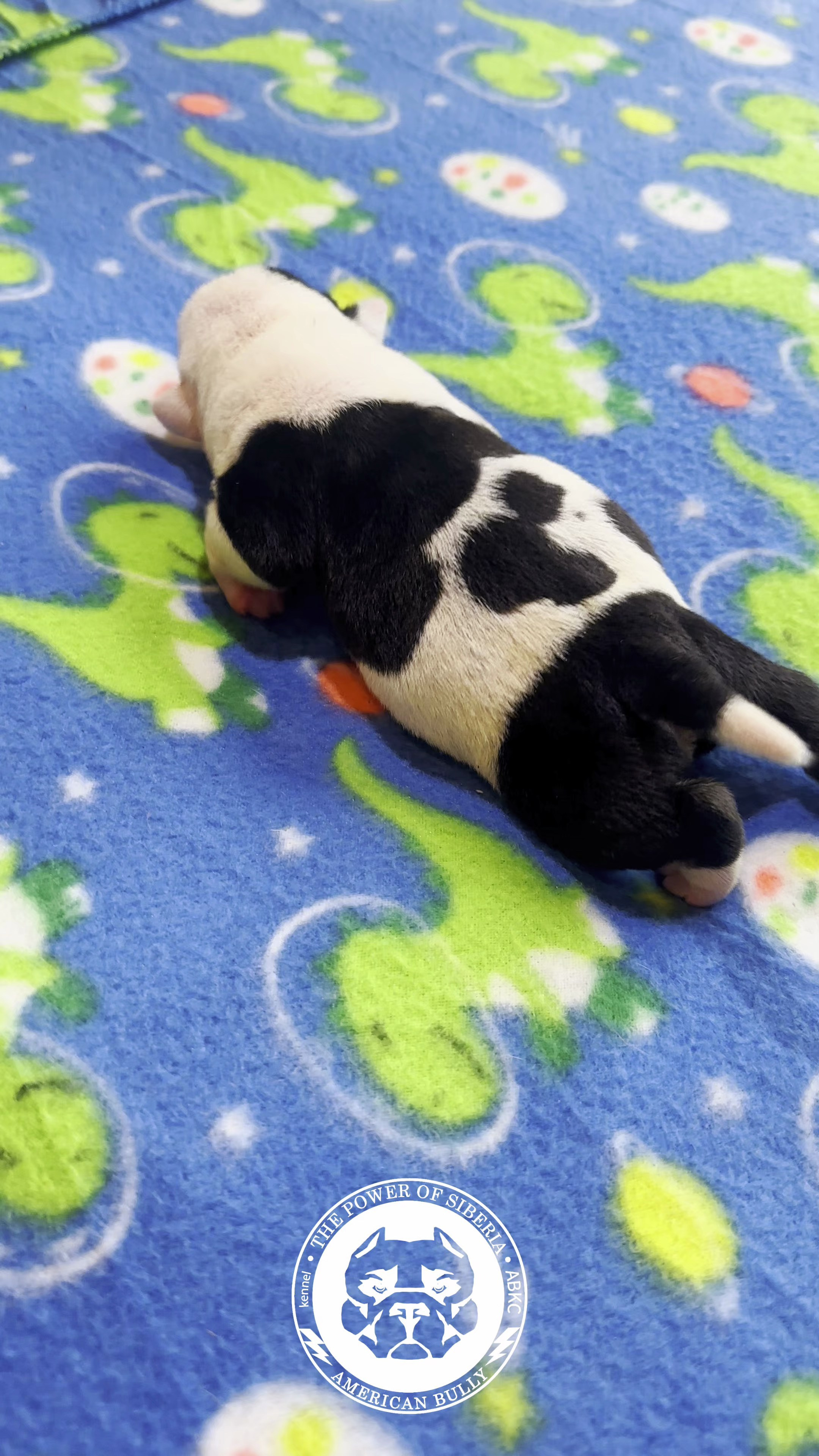 Все свободные щенки. Американский Булли в г. Ростов-на-Дону. Питомник THE POWER OF SIBERIA