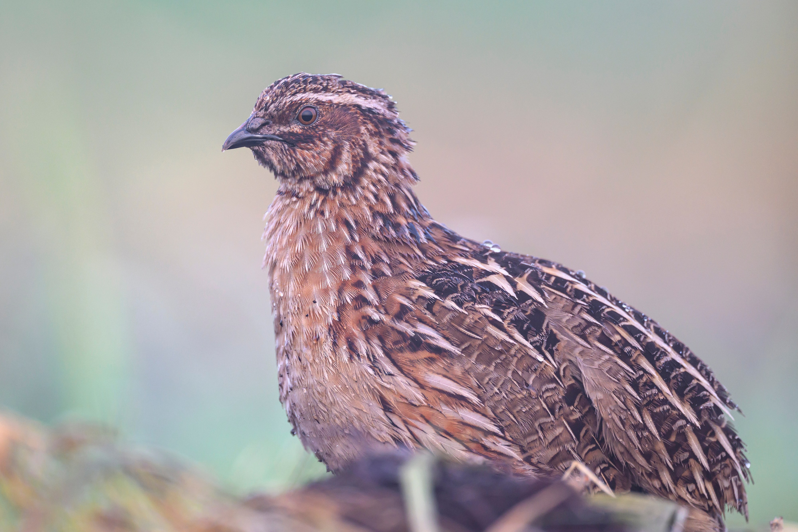 Перепел. Фотограф Сергей Пупонин