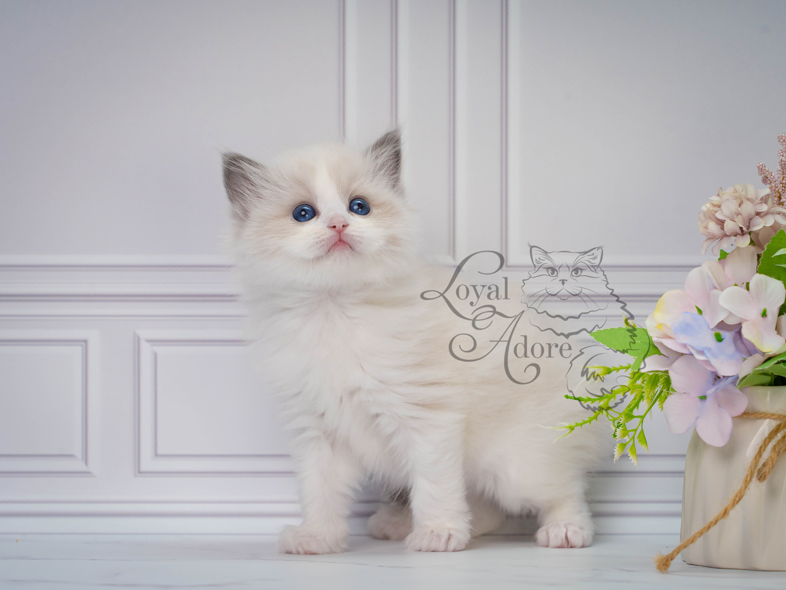 Котята рэгдолл от Loyal Adore. Питомник рэгдолл Loyal Adore