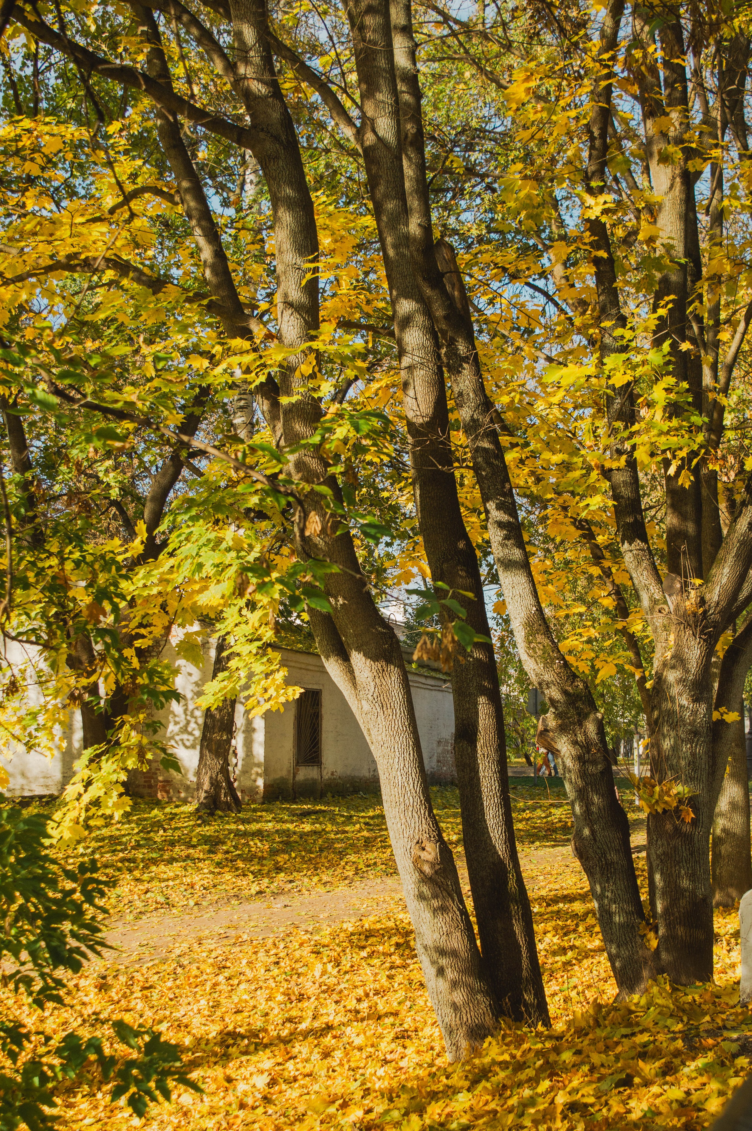 Октябрь в городе. Фотограф Анастасия Лощакова в Москве