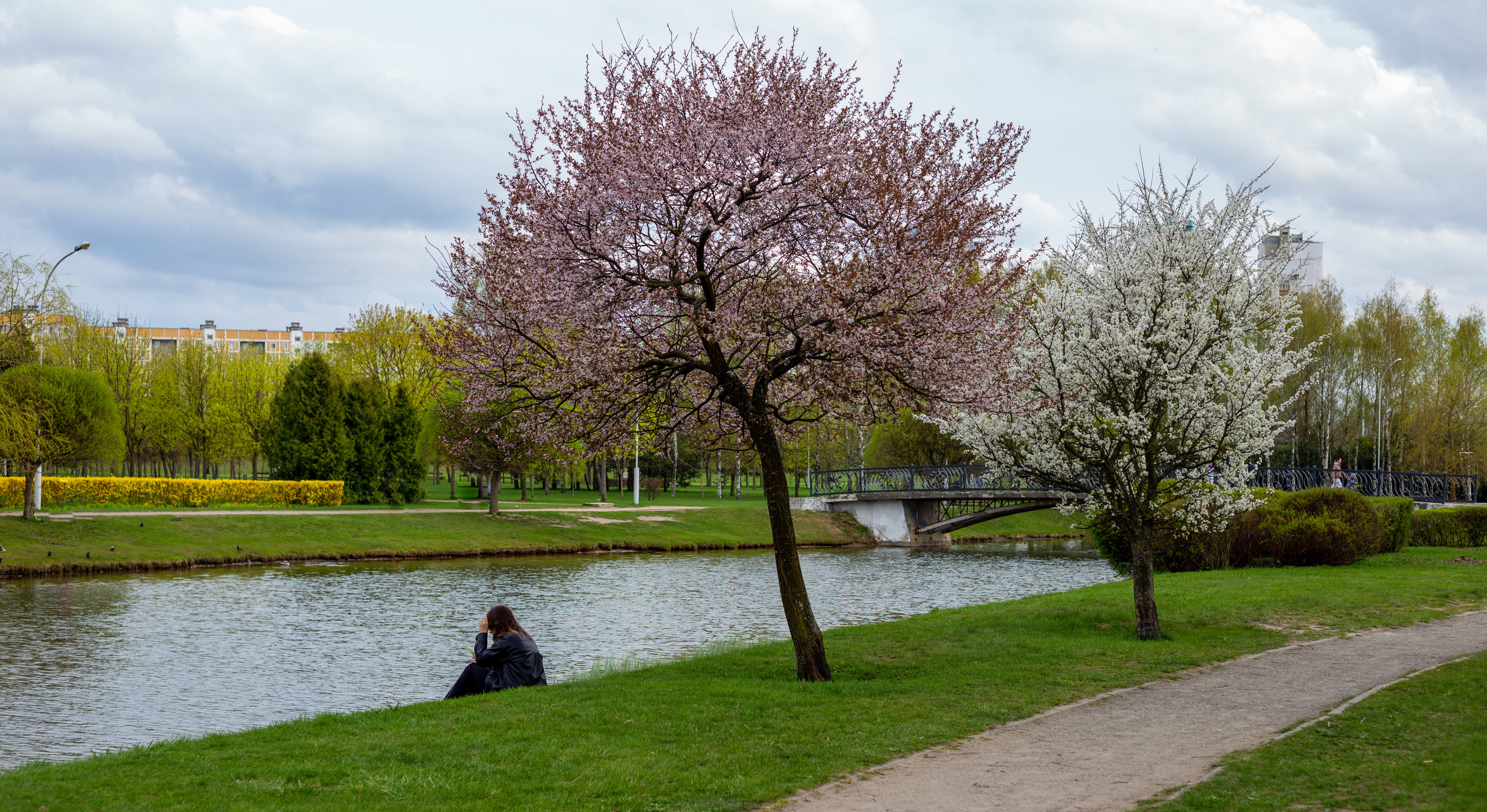 Цветущие деревья в парке Уручье, Минск, весной