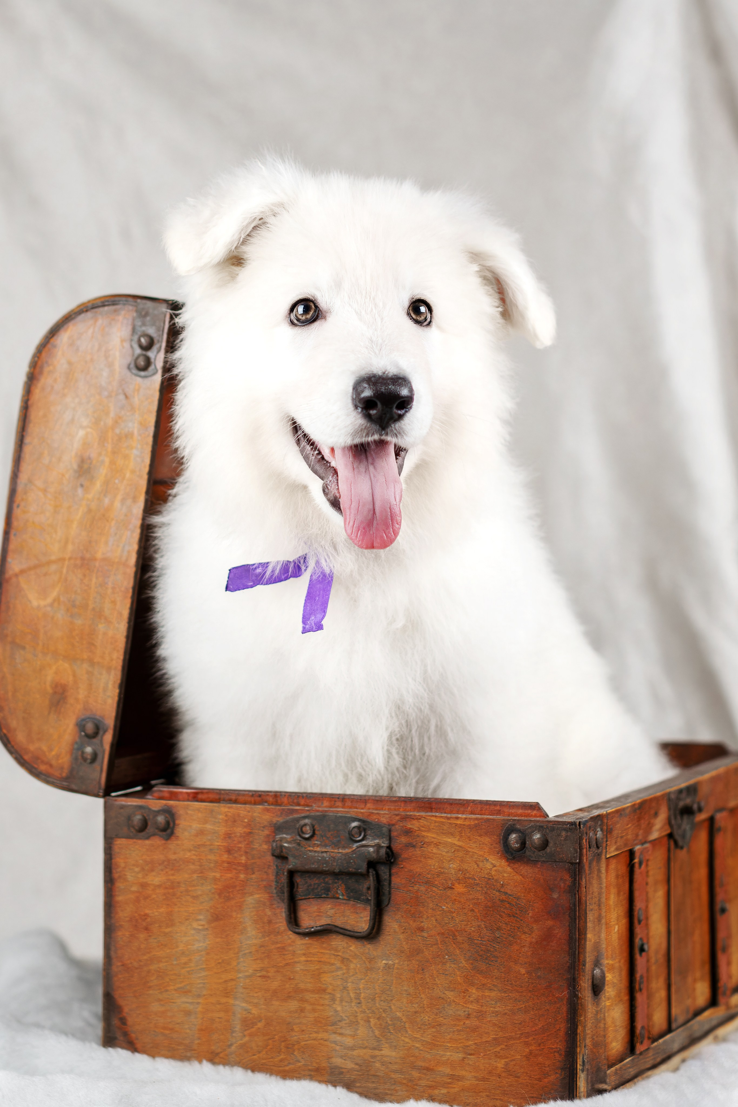 Щенки белой швейцарской овчарки. Фотограф-анималист Юлия Зубкова