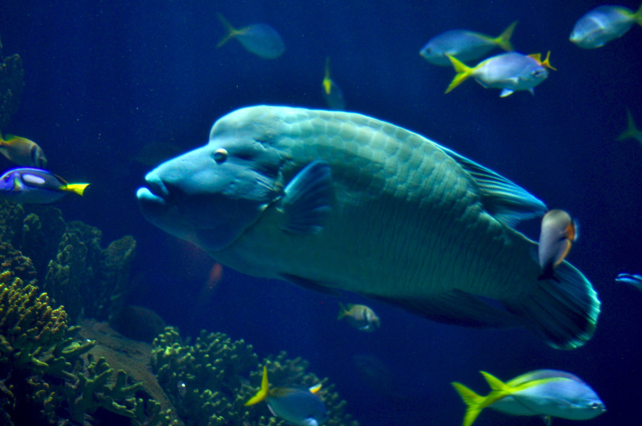 Океанографик в Валенсии (Испания)