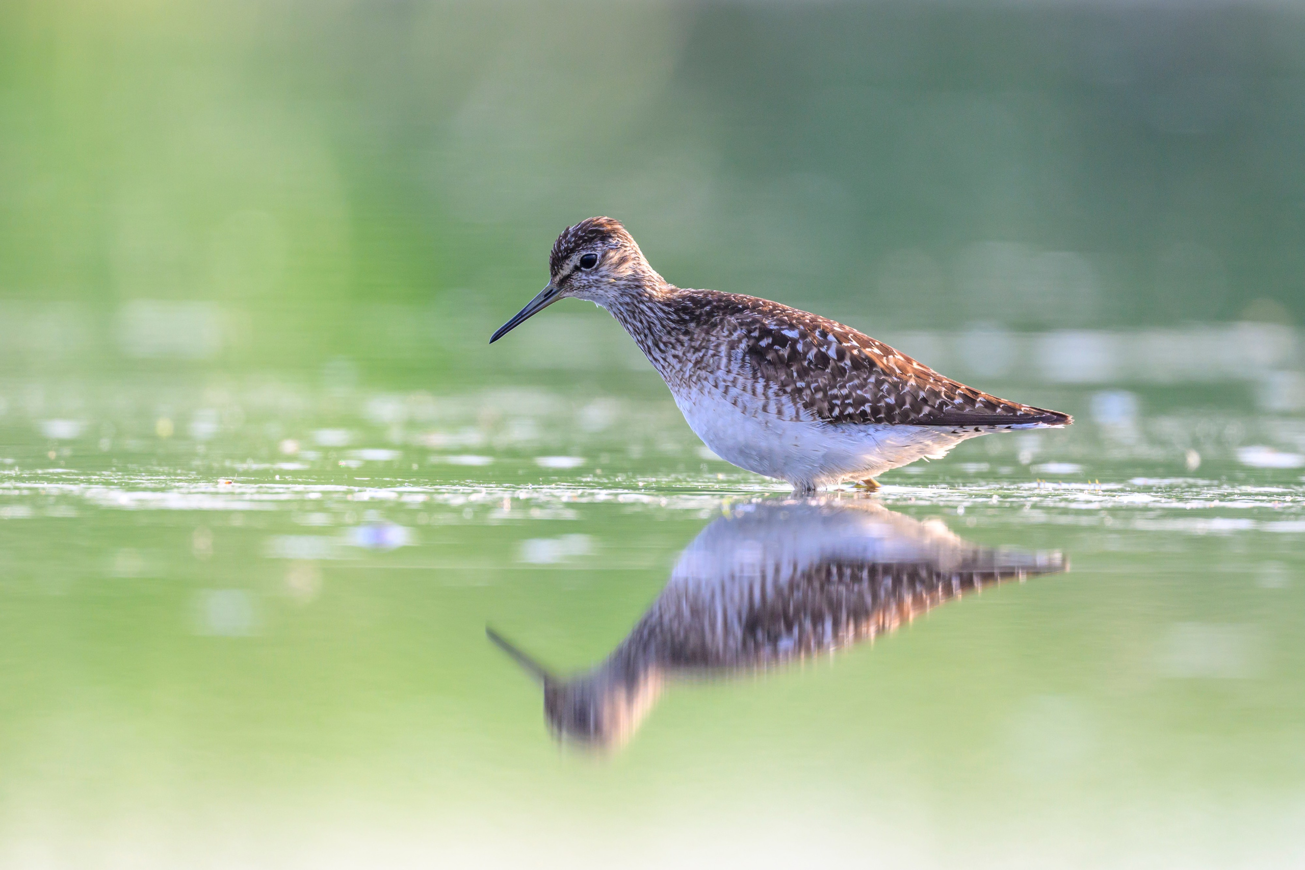 Поручейники и щеголь. Wildlife photography by Sergey Puponin