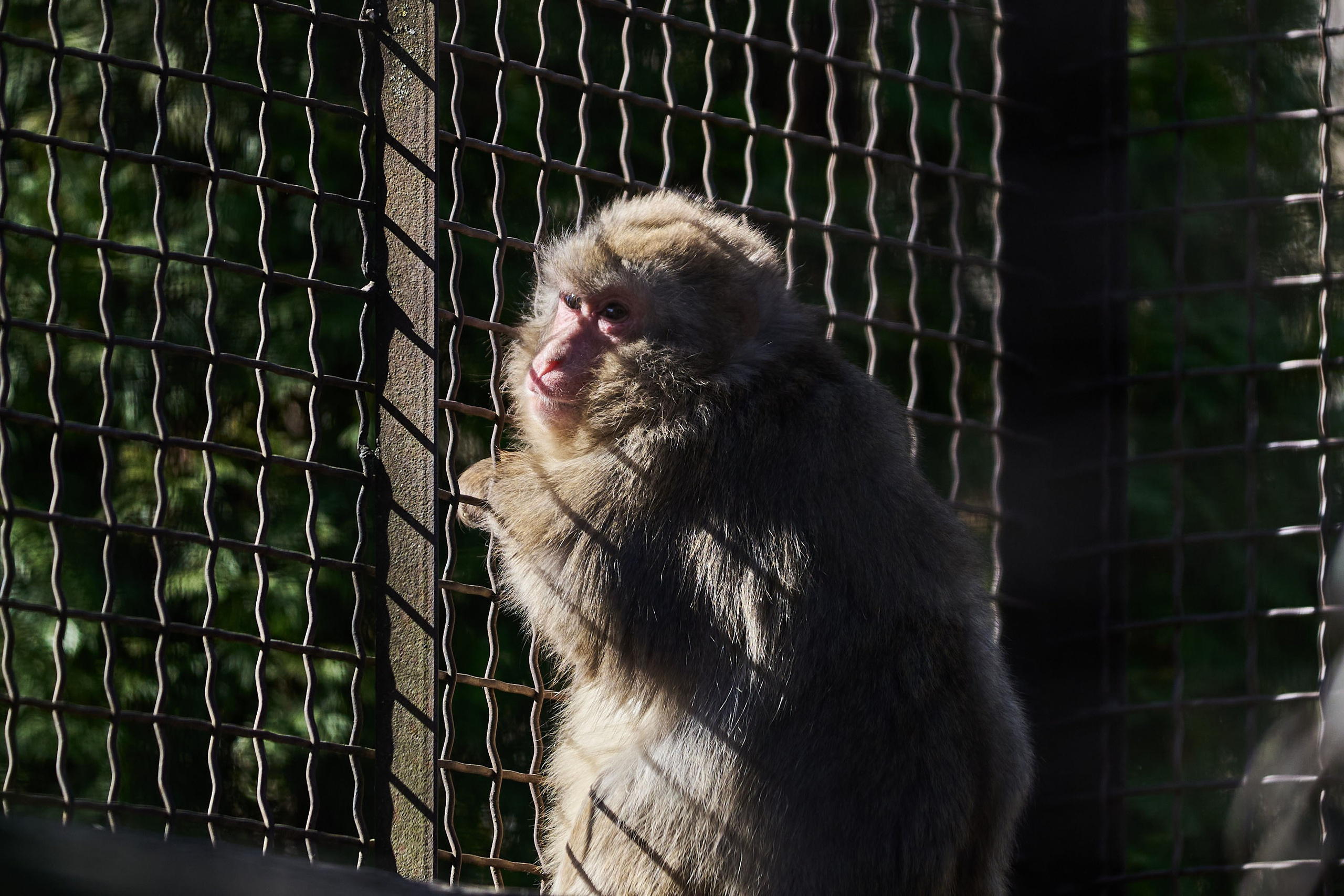 Зоопарк Иваново. Фотограф в Иваново: Каталожная съемка одежды и постельного белья, Wildberries