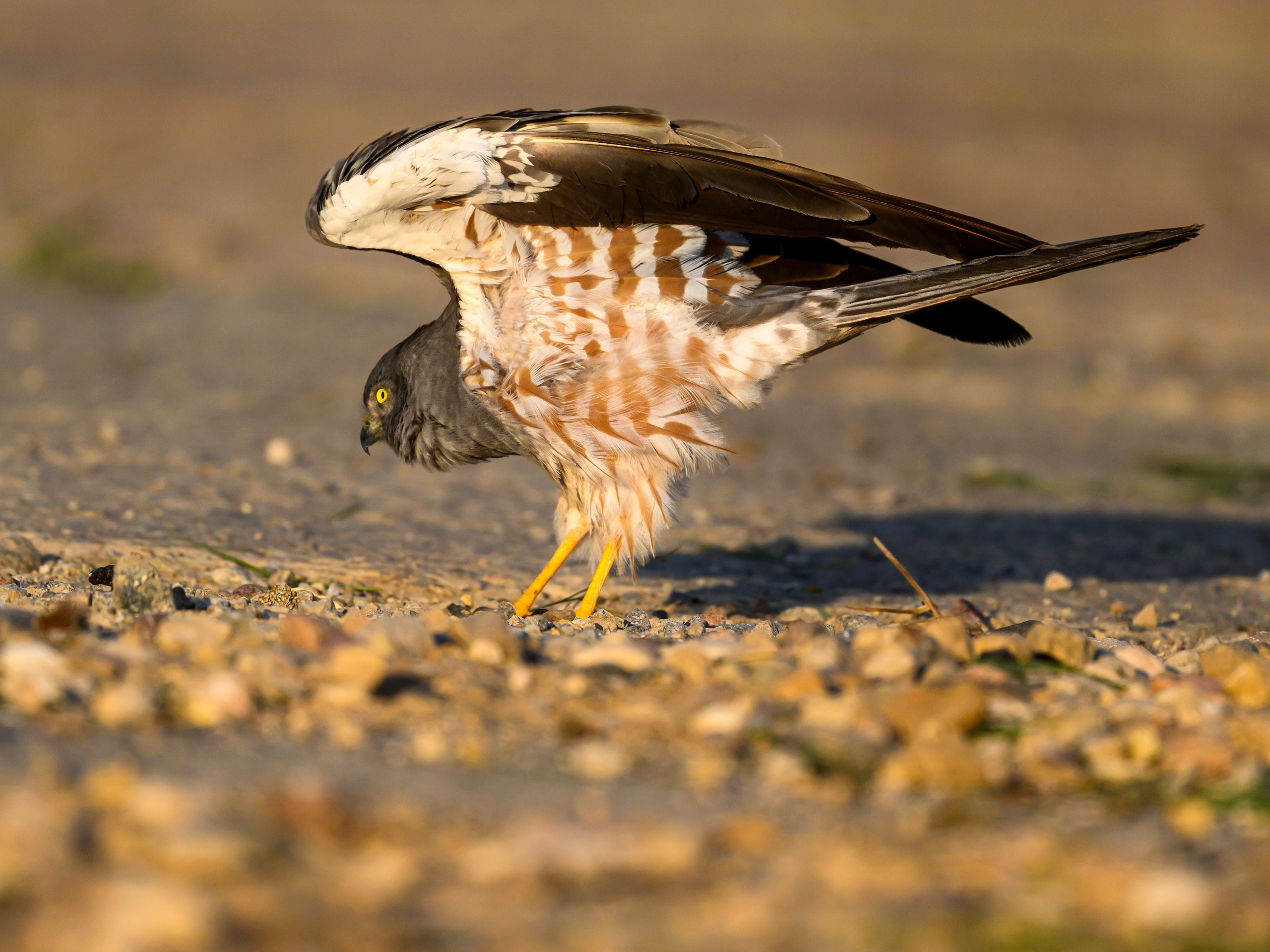 Лунь и коршуны. Harrier and Kites. Wildlife photography by Sergey Puponin