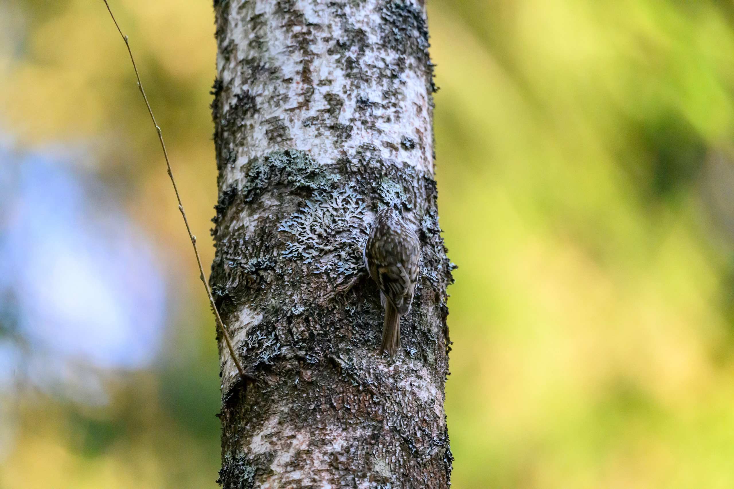 Тетерева, пищуха и лунь. Wildlife photography by Sergey Puponin