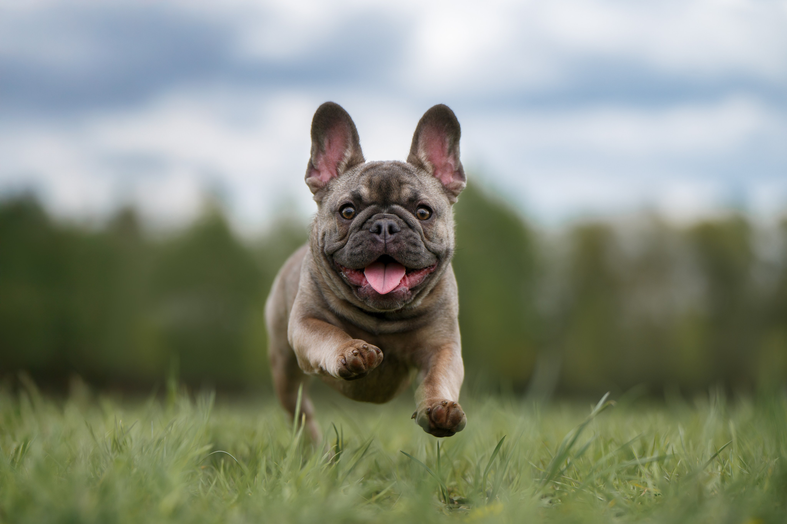 Фотограф Анималист в Москве Анастасия Жучкова