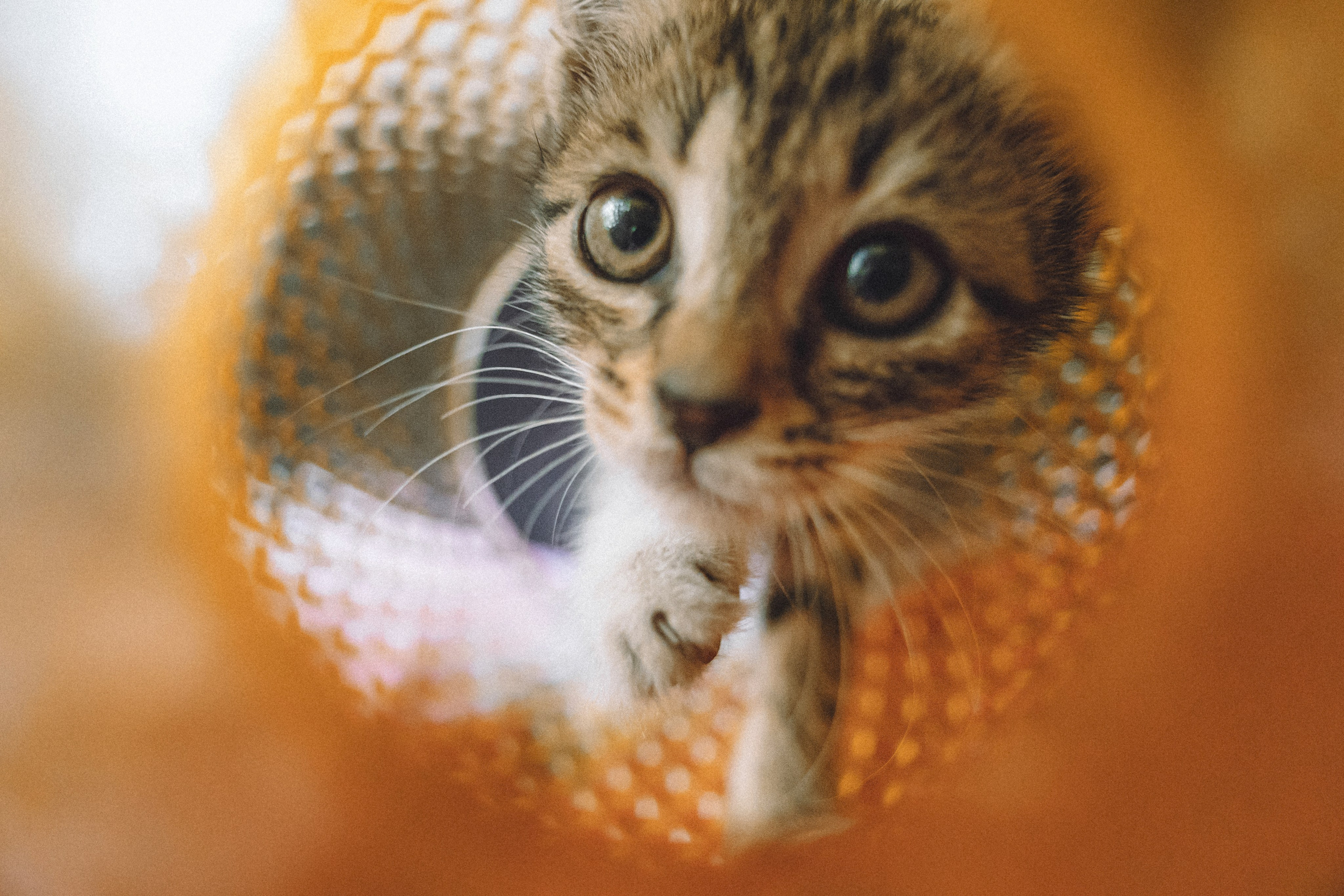 Более 30 идей для фотосессии с котенком