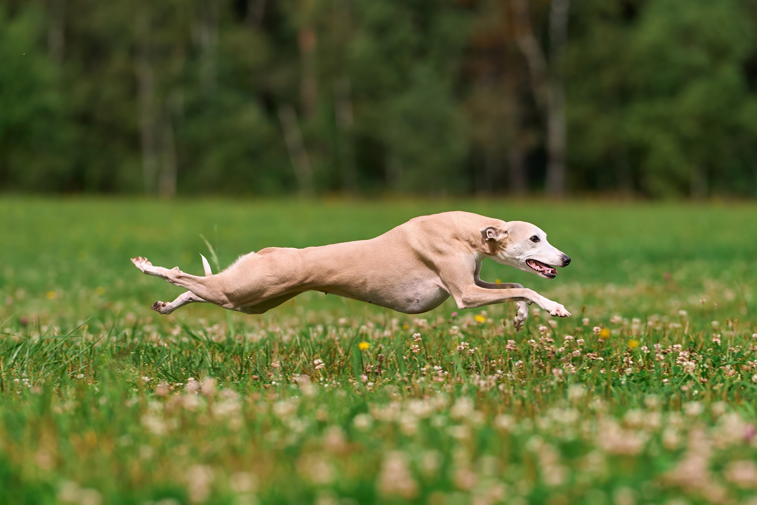 Тренировка в Донино. Фотограф-анималист Михаил Манухин
