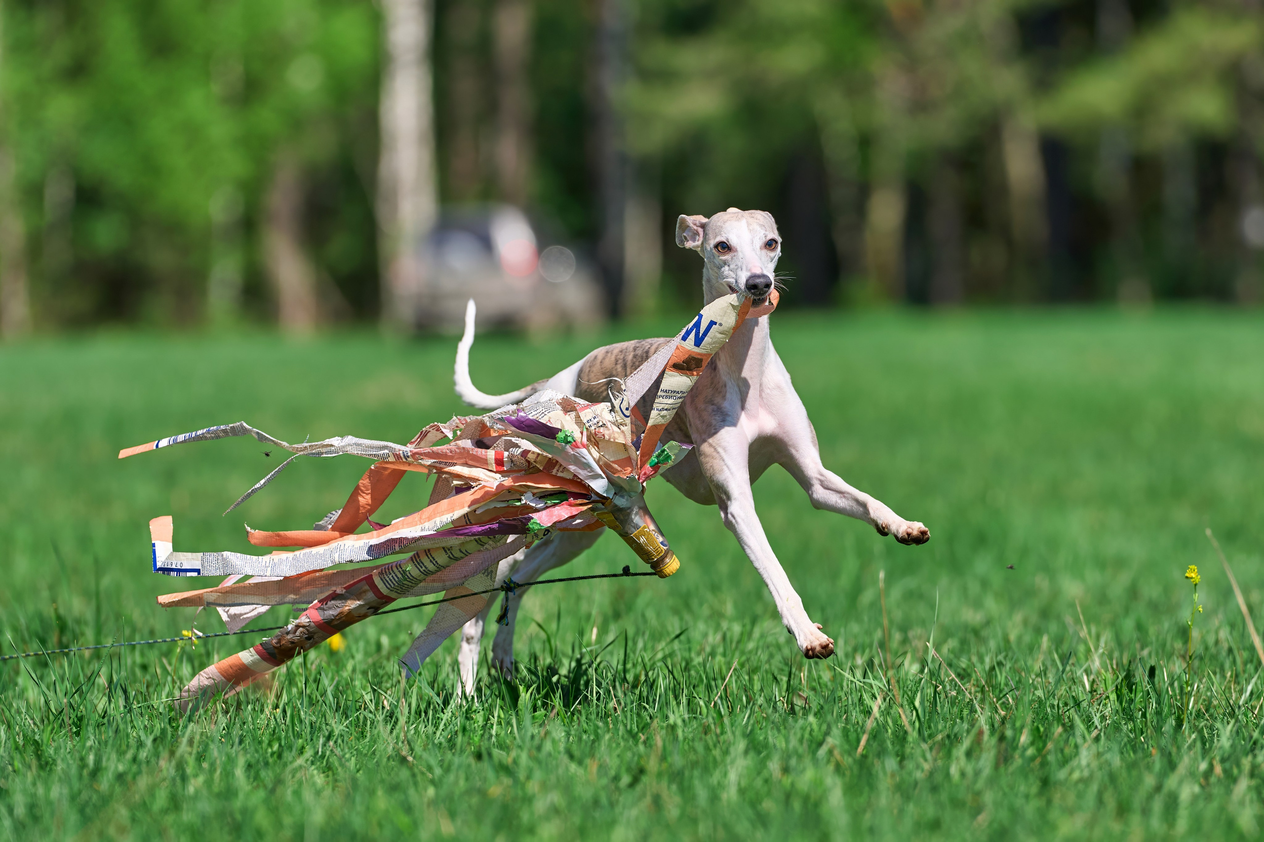 Тренировка по курсингу Донино. Фотограф-анималист Михаил Манухин