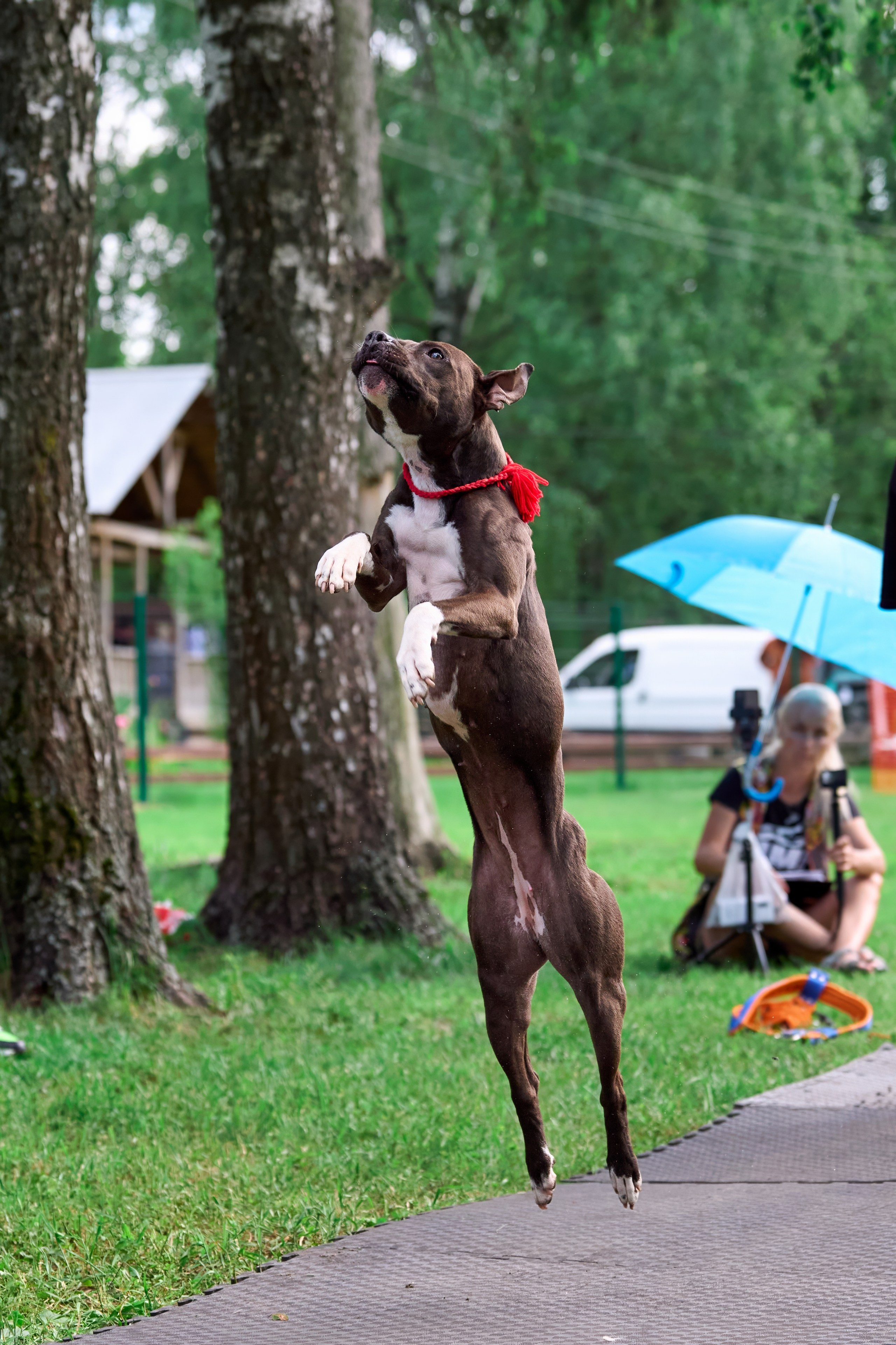 Двухдневные соревнования «Jump'n'Gym Fest — 2024». Фотограф-анималист Михаил Манухин