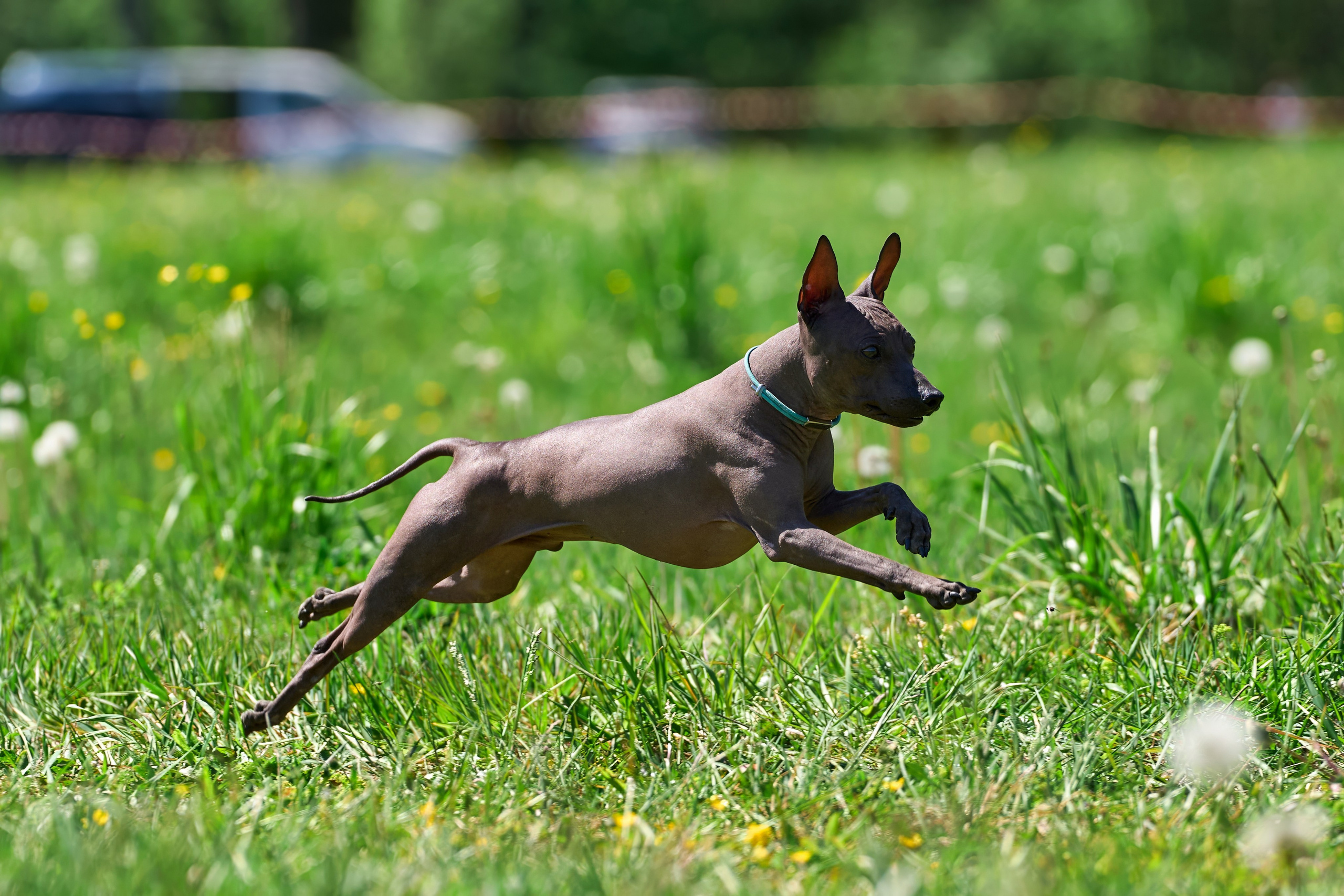 Тренировка по курсингу Донино. Фотограф-анималист Михаил Манухин