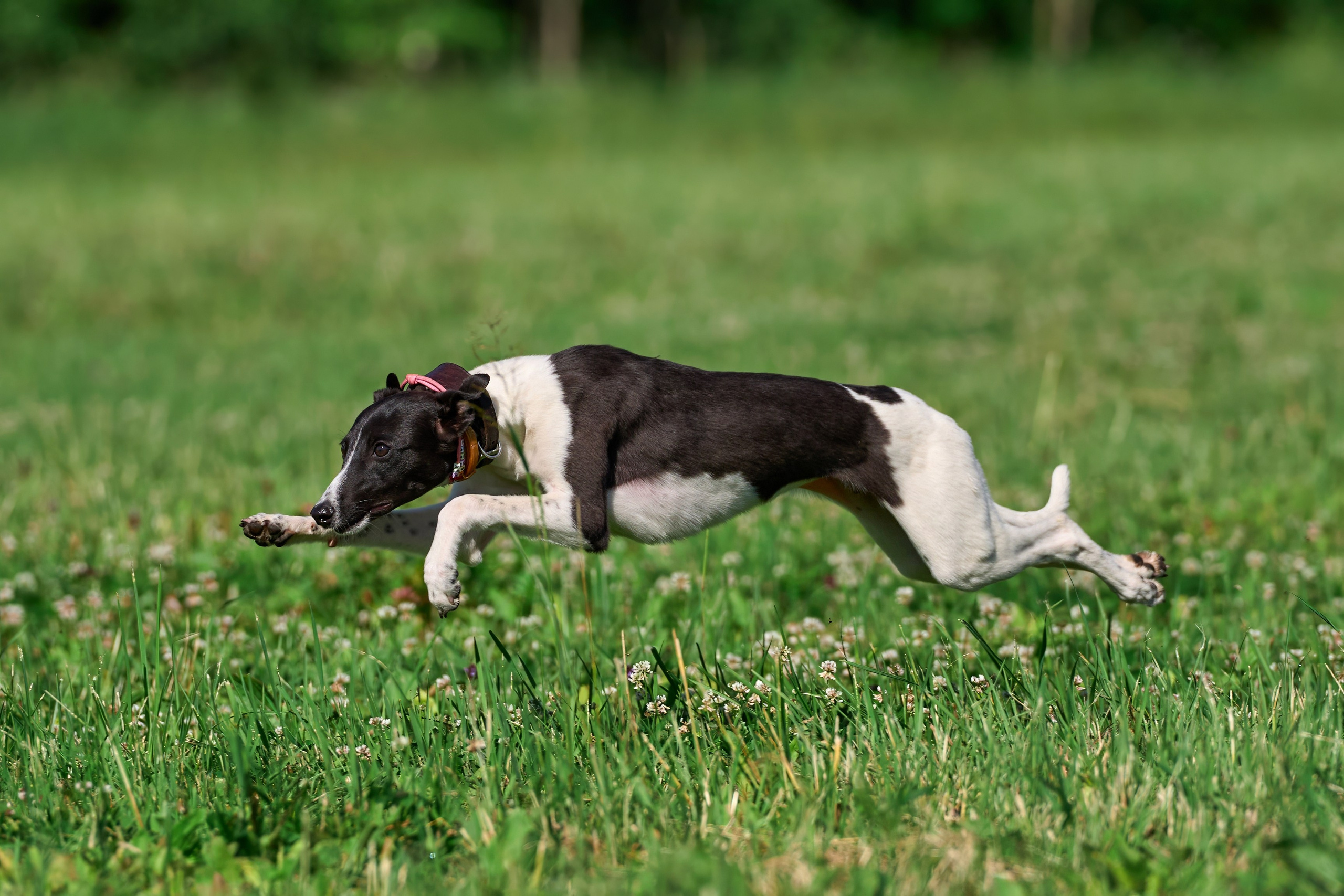 Тренировка по курсингу в Донино. Фотограф-анималист Михаил Манухин