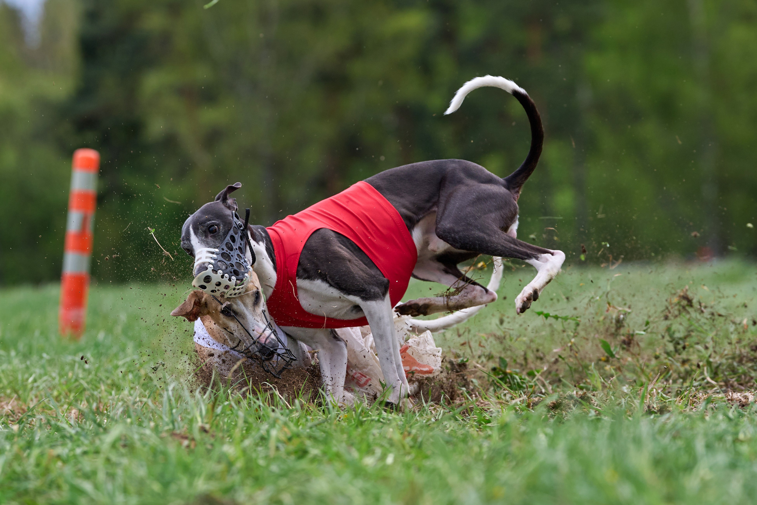 ПЧРКФ по курсингу. Фотограф-анималист Михаил Манухин