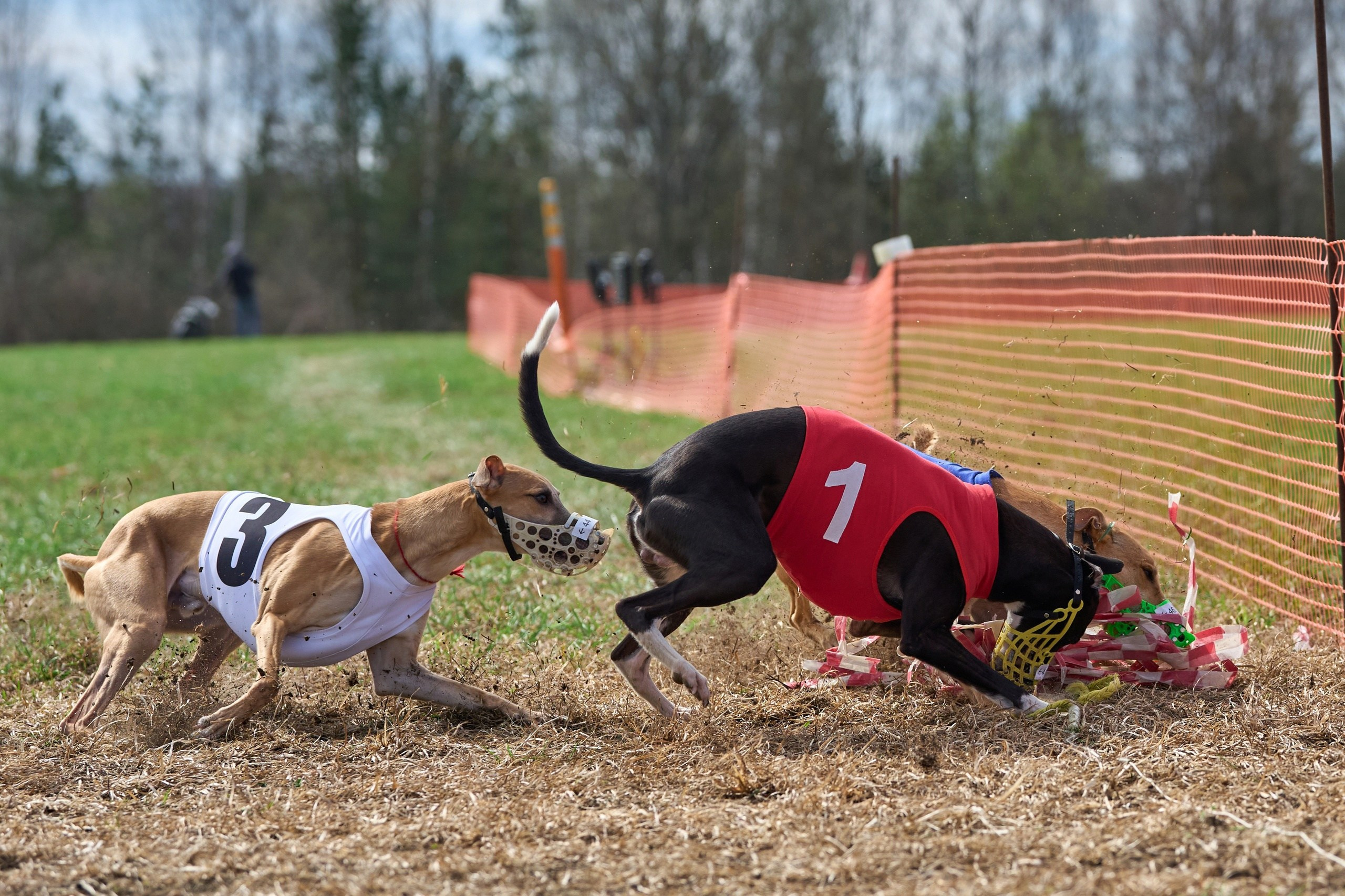 Квалификация по рейсингу. Фотограф-анималист Михаил Манухин