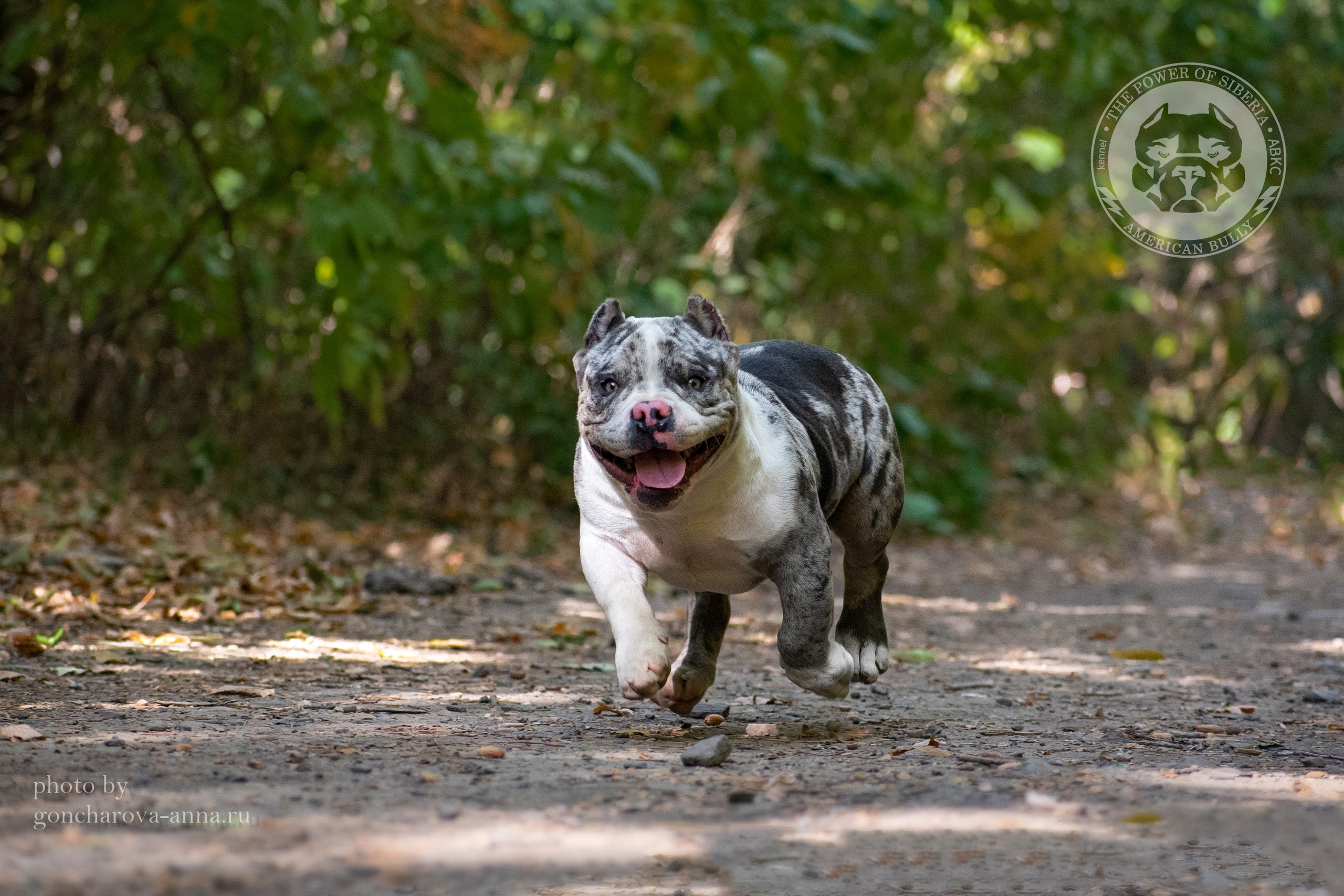 официальный питомник American Bully в Новороссийске