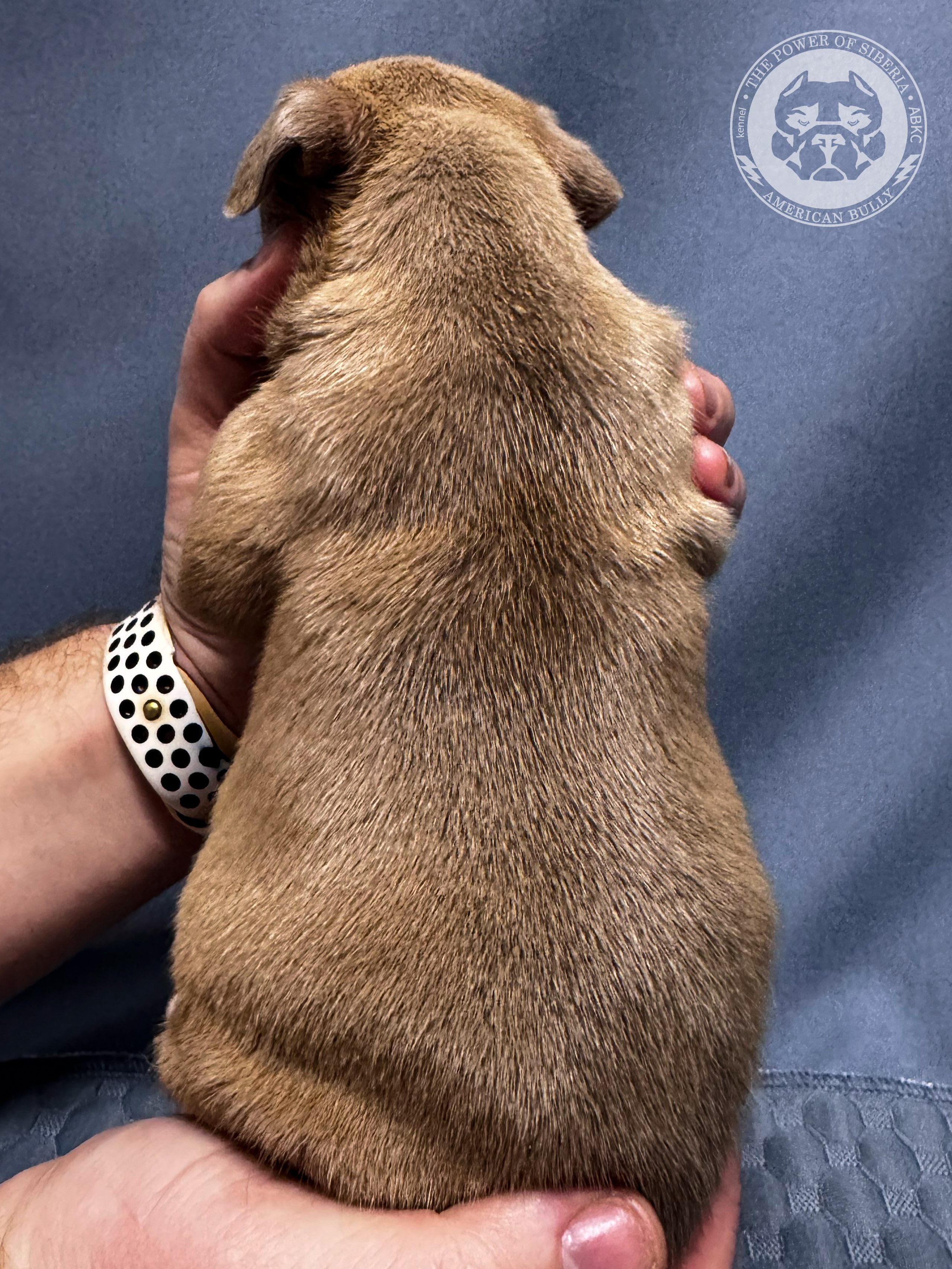 Все свободные щенки. Американский Булли в г. Ростов-на-Дону. Питомник THE POWER OF SIBERIA