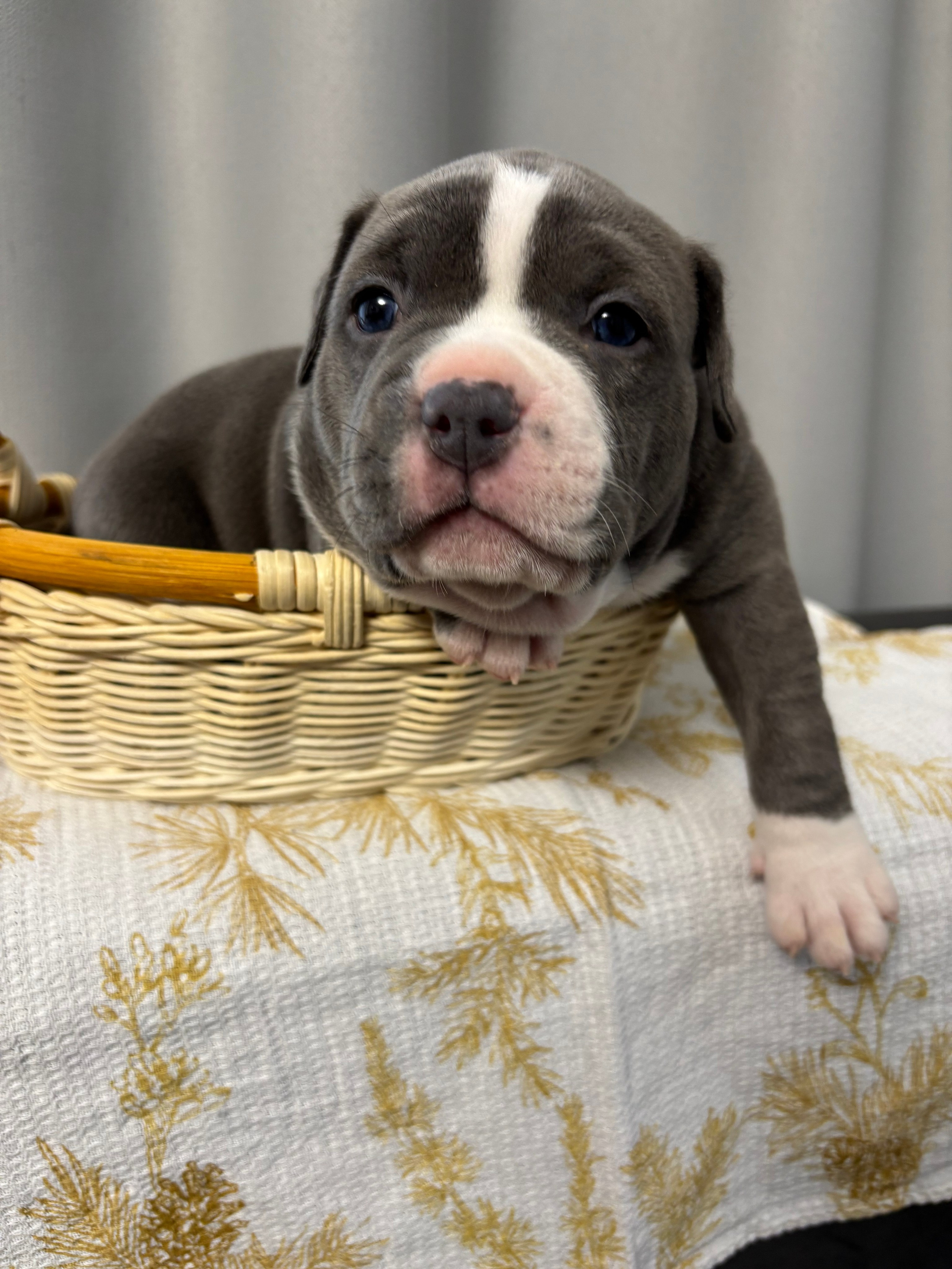 Помет Рич и Дося 04.02.25. Американский Булли в г. Ростов-на-Дону. Питомник THE POWER OF SIBERIA