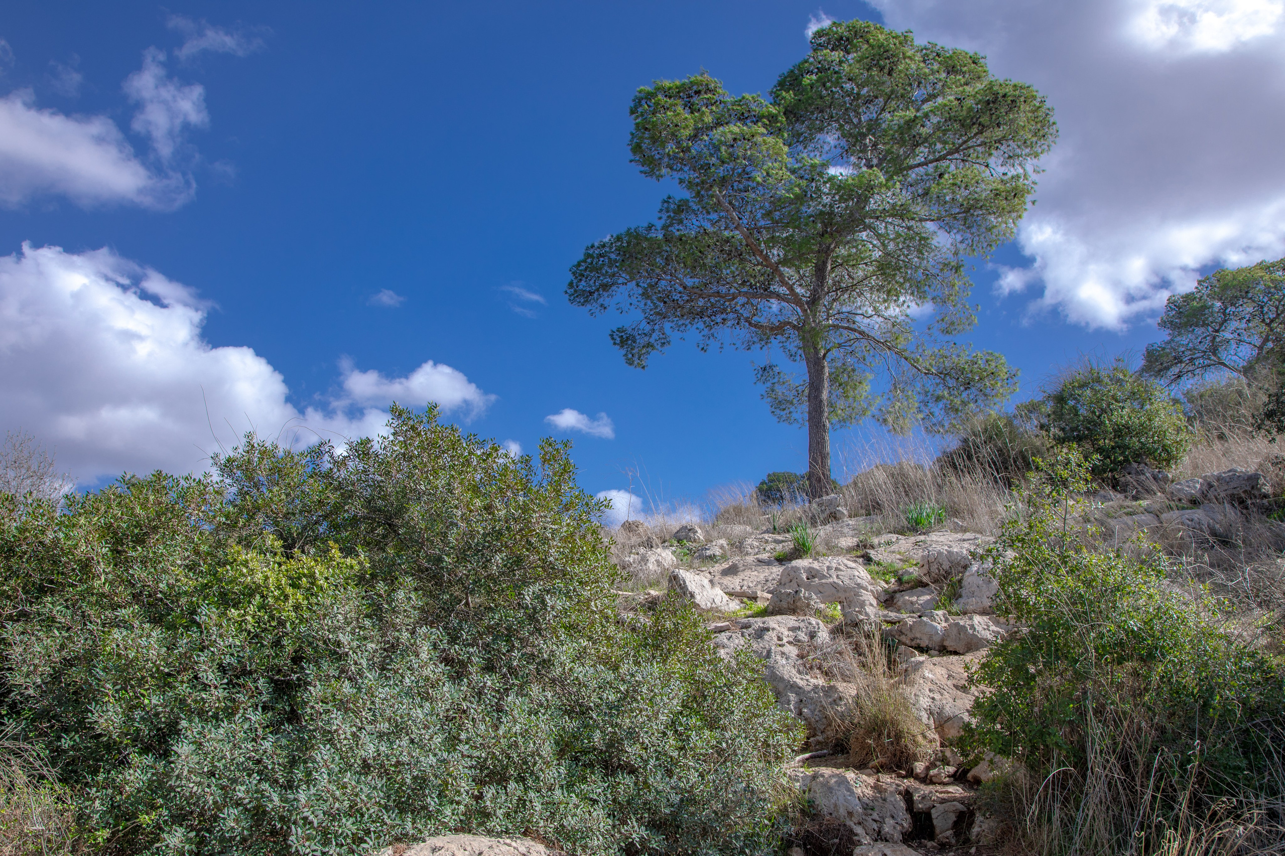 Портрет дерева. Свадьбы, портретная, предметная съемка. Фотограф Александр К