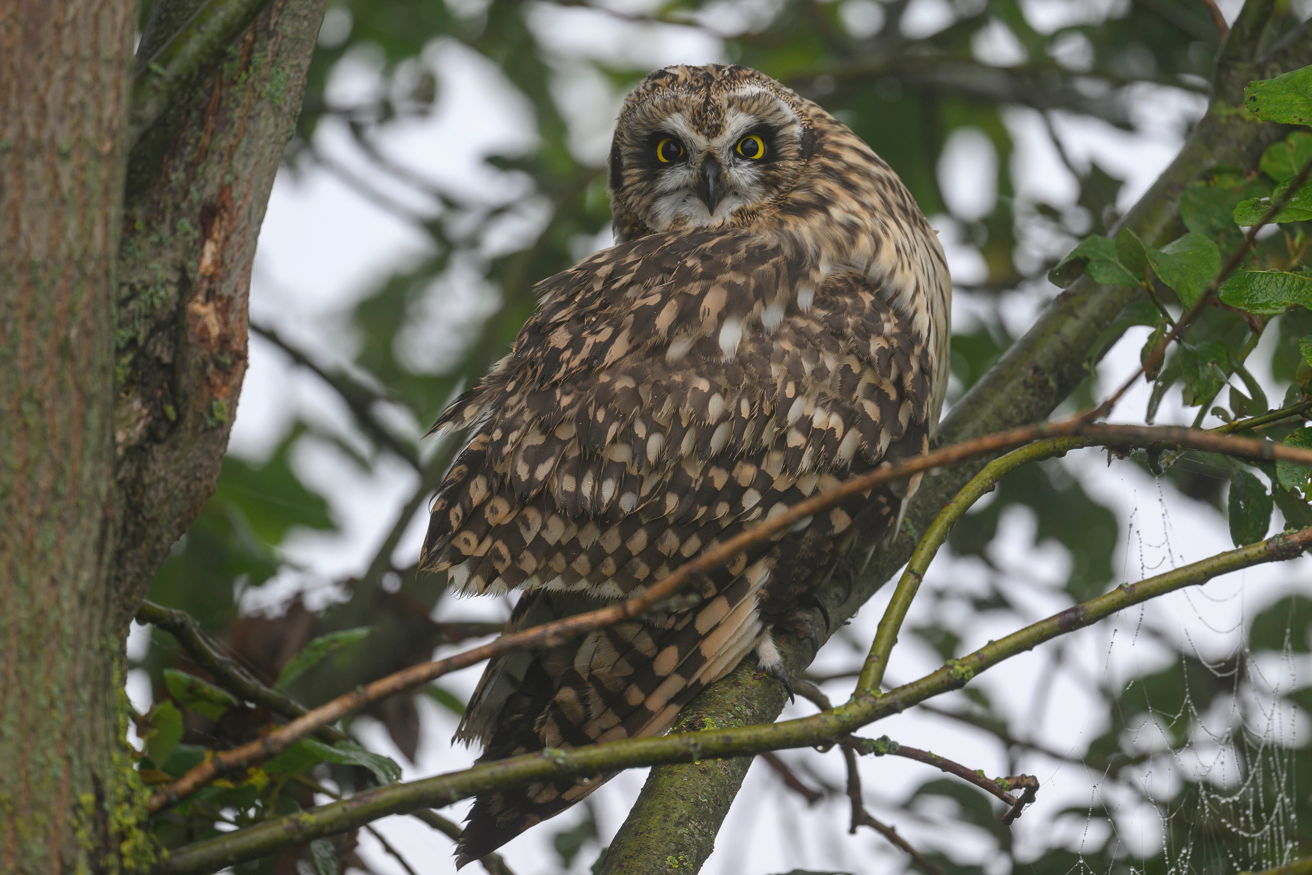 Охота совы и три совенка. Owl hunting and three owlets. Фотограф Сергей Пупонин