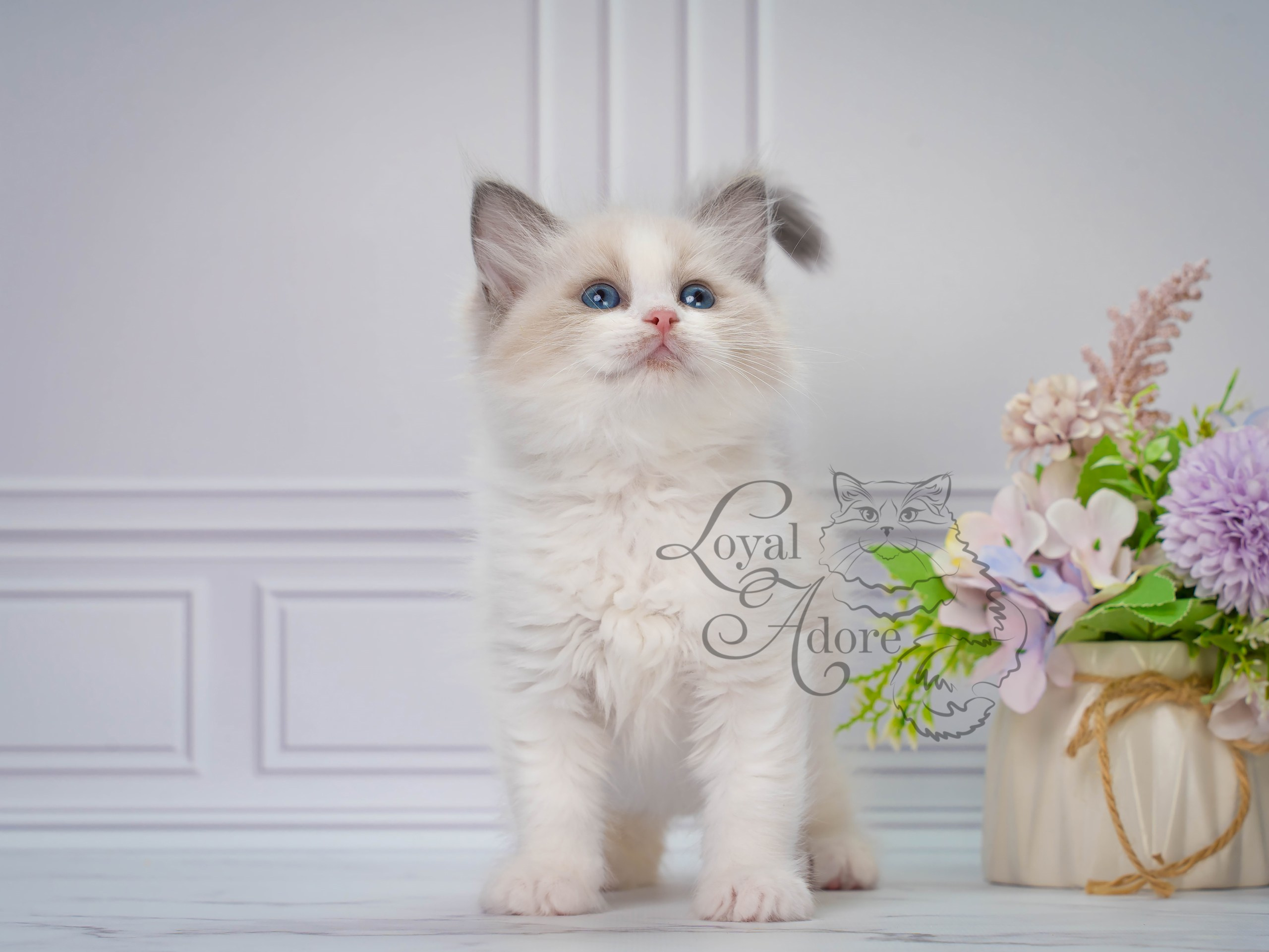 Котята рэгдолл от Loyal Adore. Питомник рэгдолл Loyal Adore