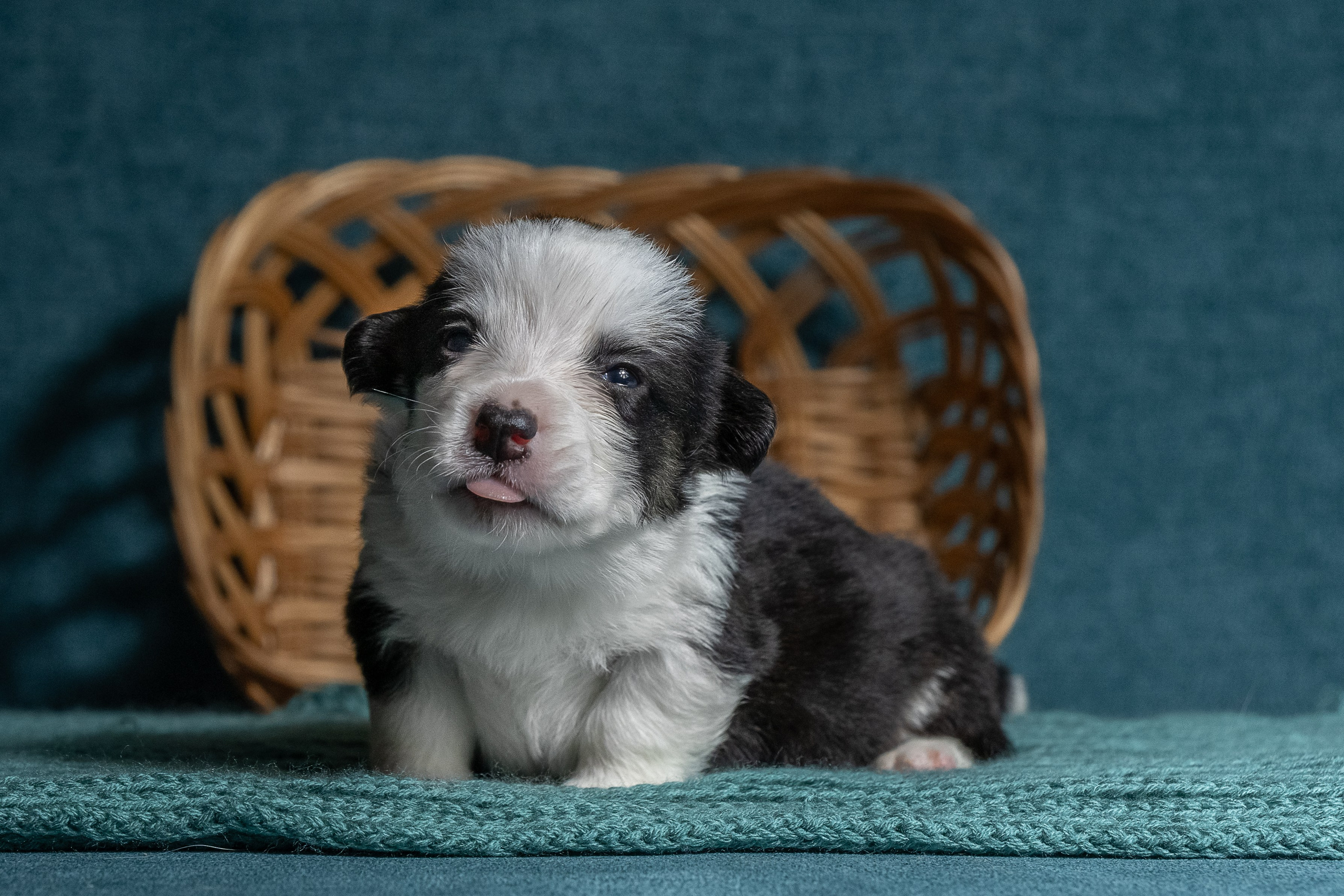 Купить щенка вельш корги кардиган из питомника Ice Fantasy. Купить щенка Вельш-корги-кардиган в семейном питомнике — Ice Fantasy