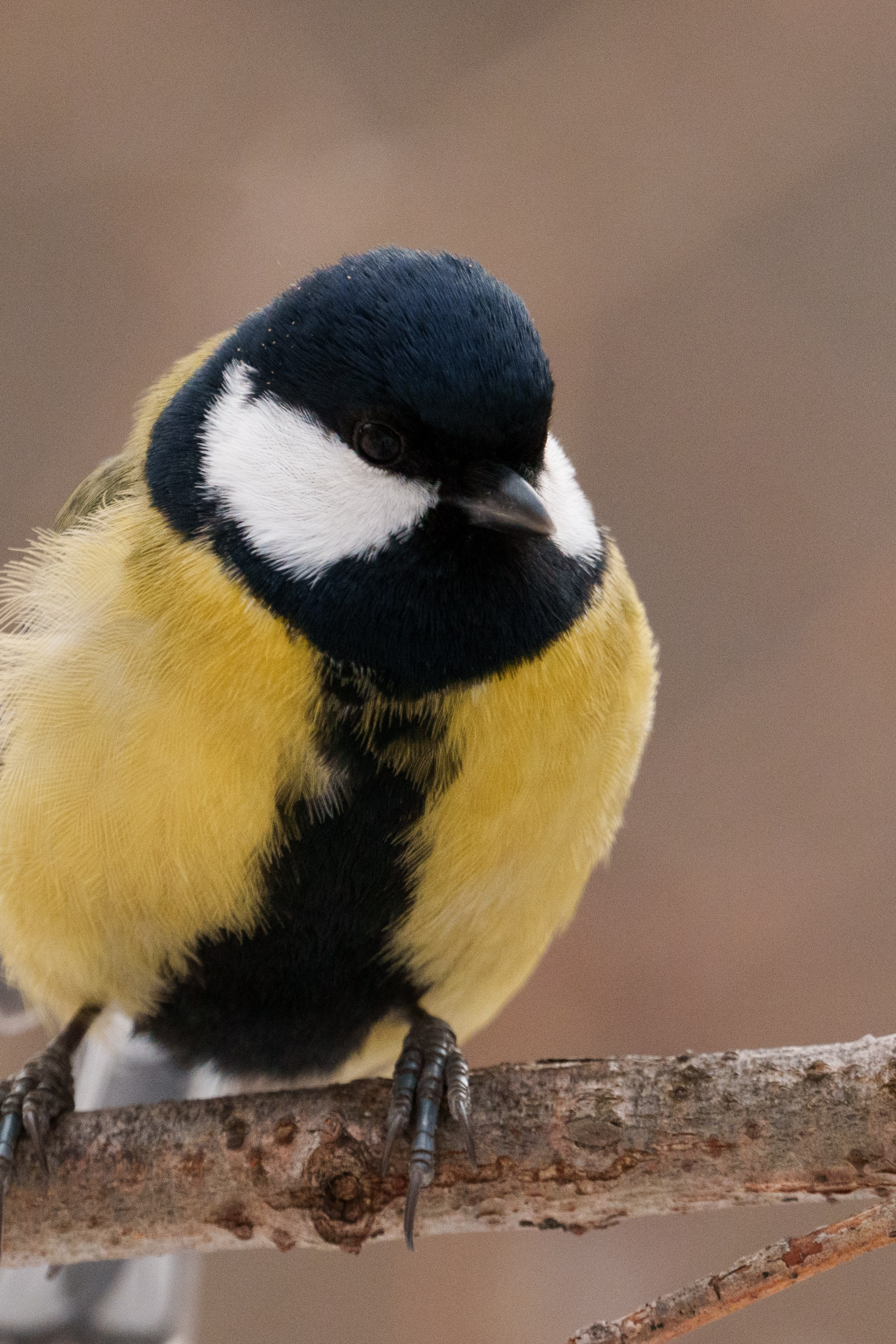 Снегирь. Донеал Скнарь — концертный фотограф