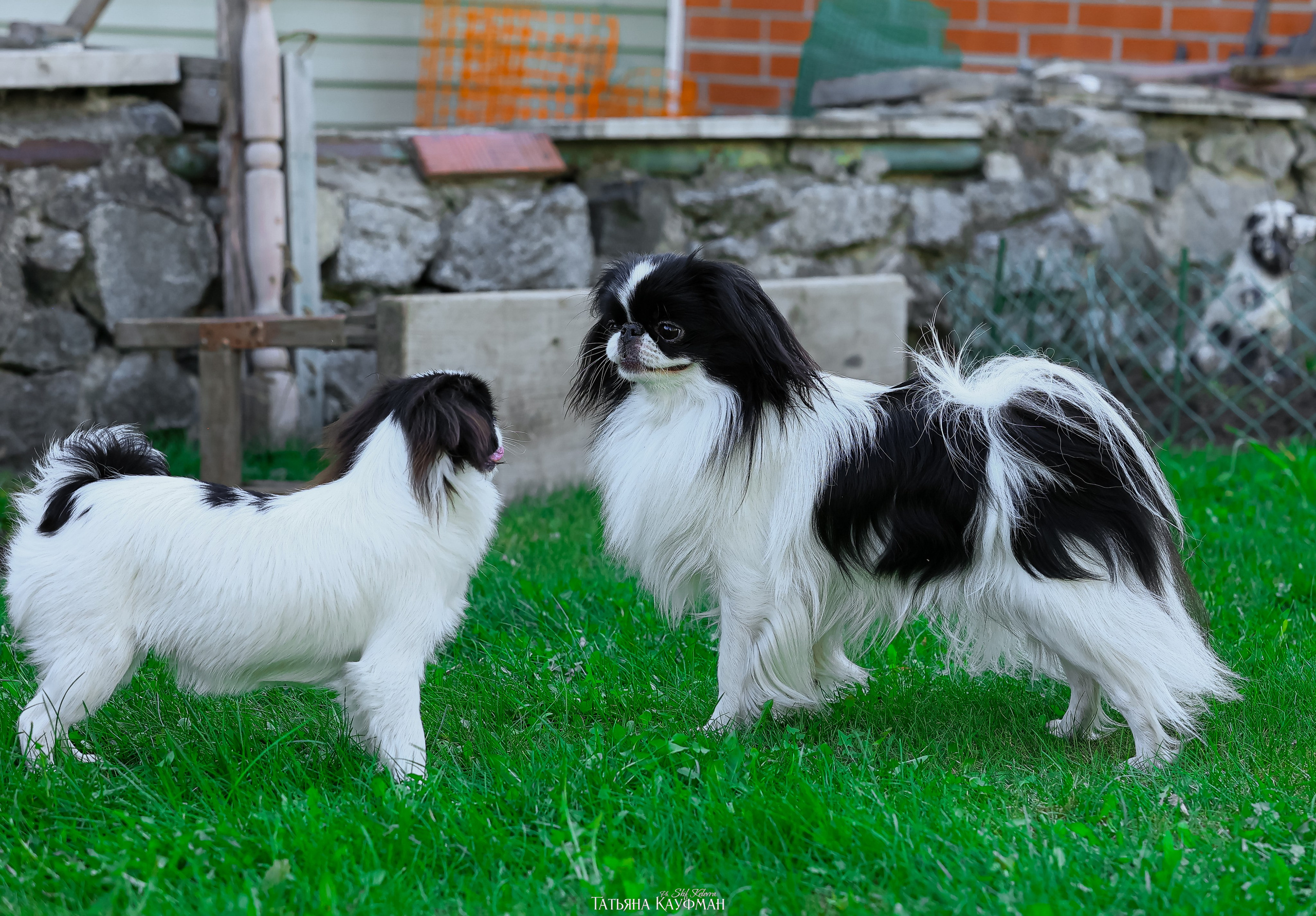 Японский хин, фотография японский хин, собака в цветах, красивая собака, фотограф анималист, фотокурс Анималистика, научиться фотографировать собак, фотограф Новосибирск