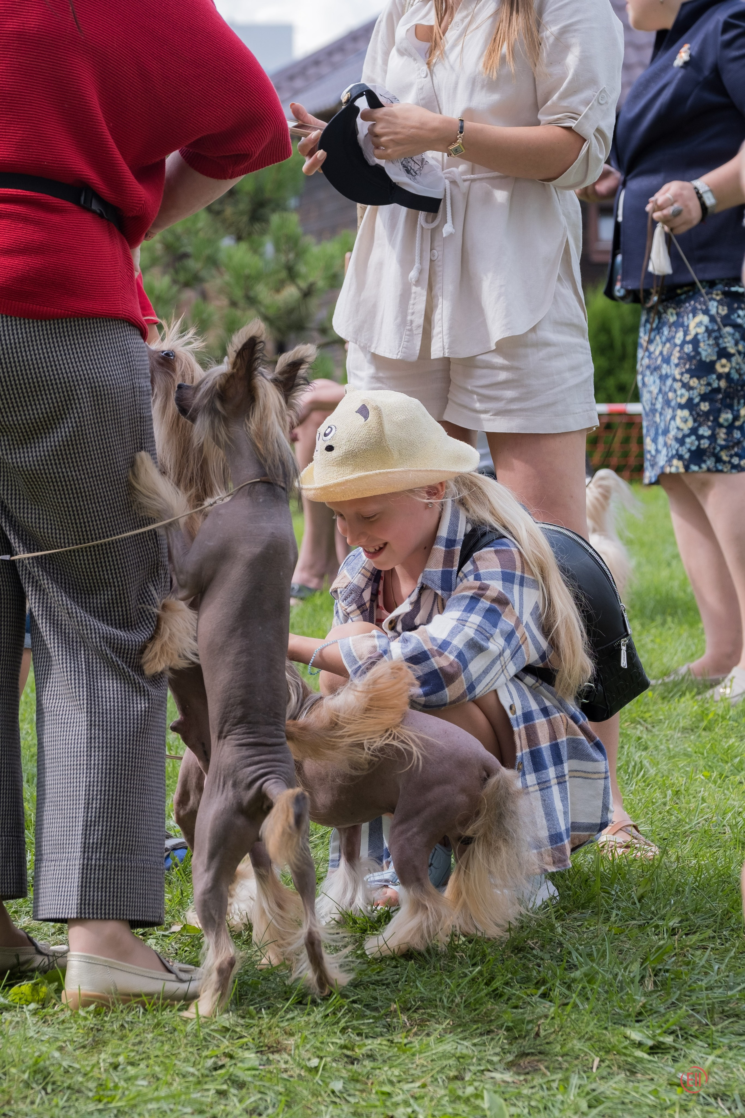 Липецк. Выставка собак. Питомник китайских хохлатых собак Poale Ell: купить щенка