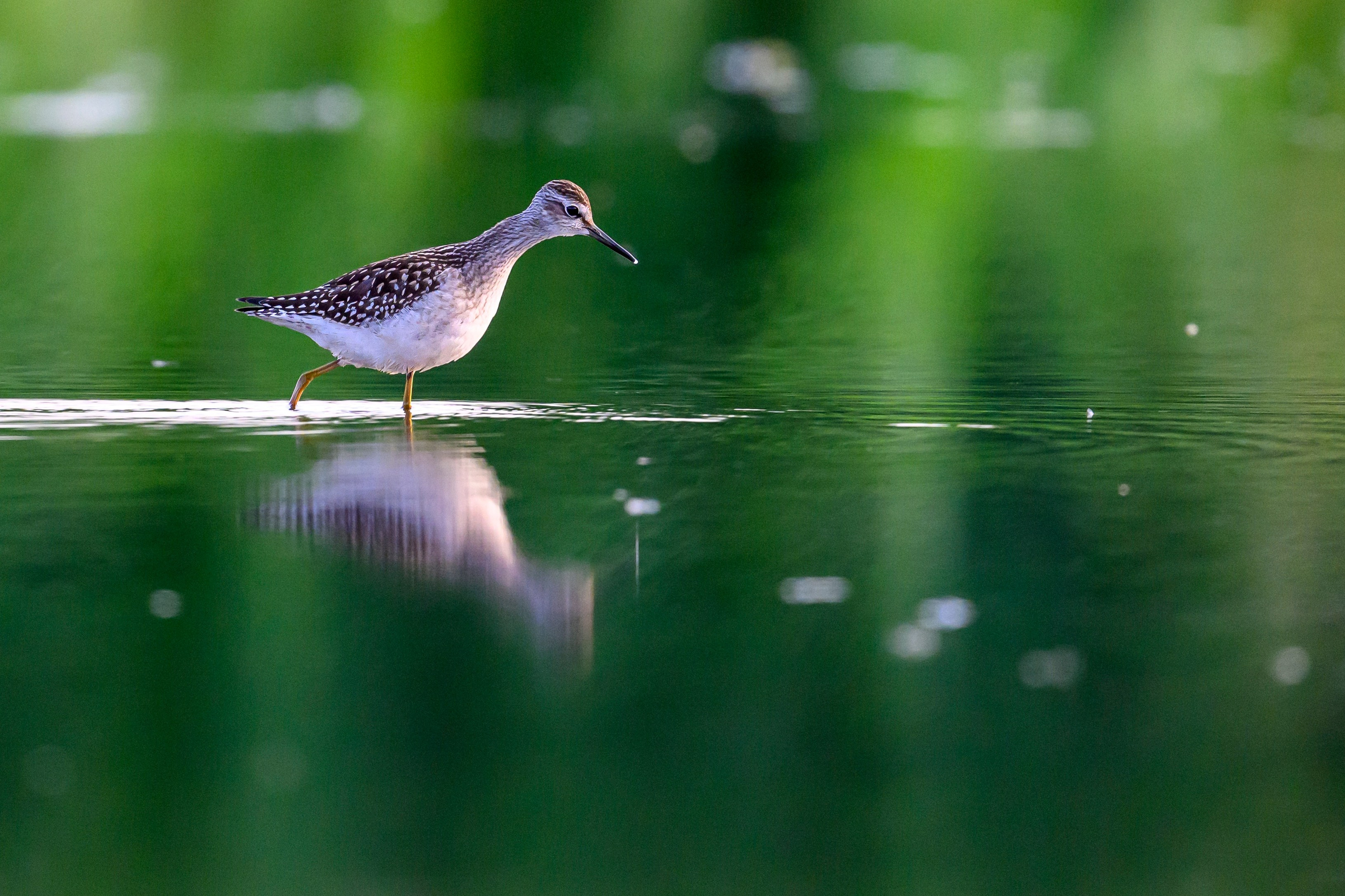 Веретенники, фифи и турухтаны. Godwits, Wood sandpipers and Ruffs. Фотограф Сергей Пупонин