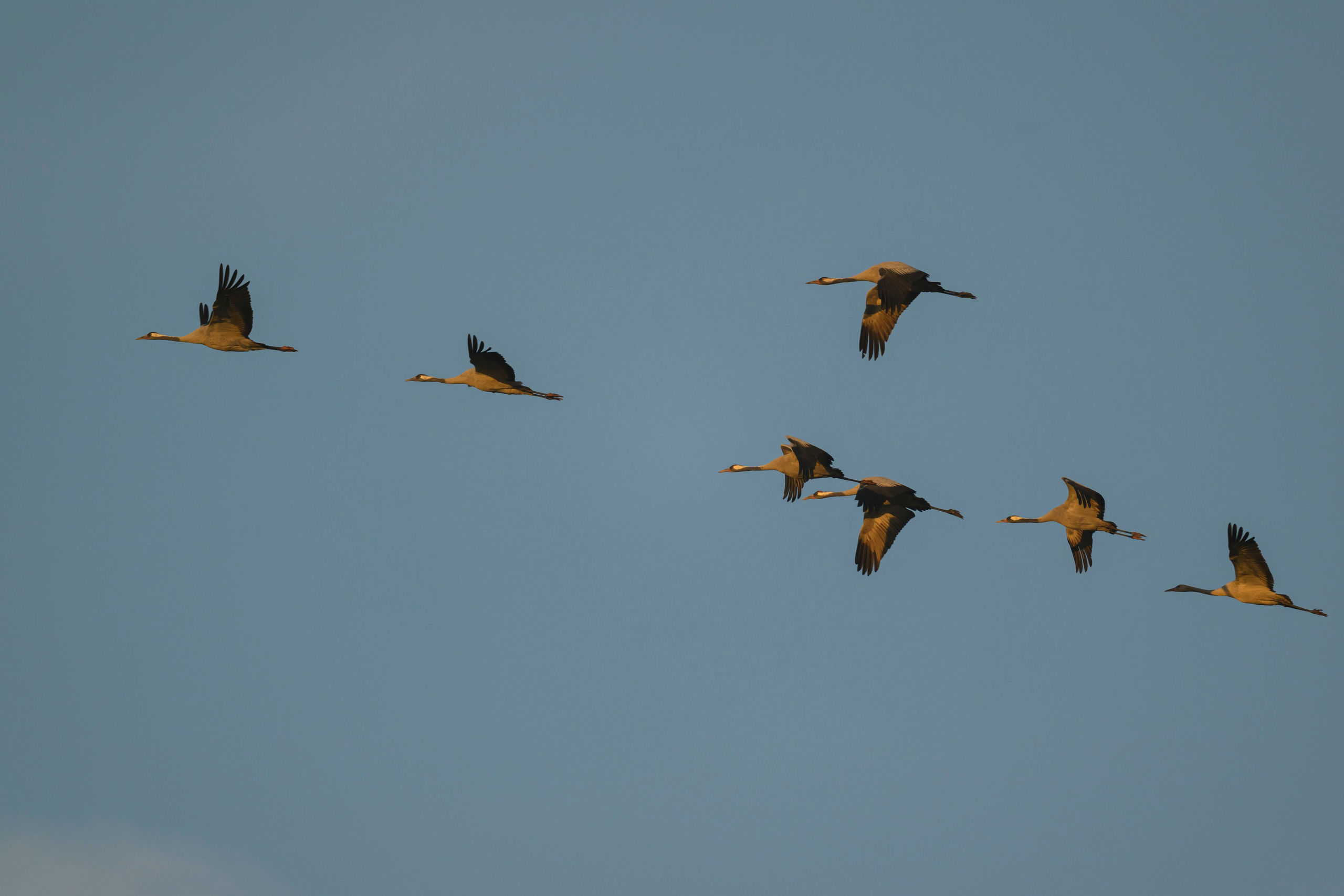 Журавли издеваются. The cranes are making fun of me. Wildlife photography by Sergey Puponin
