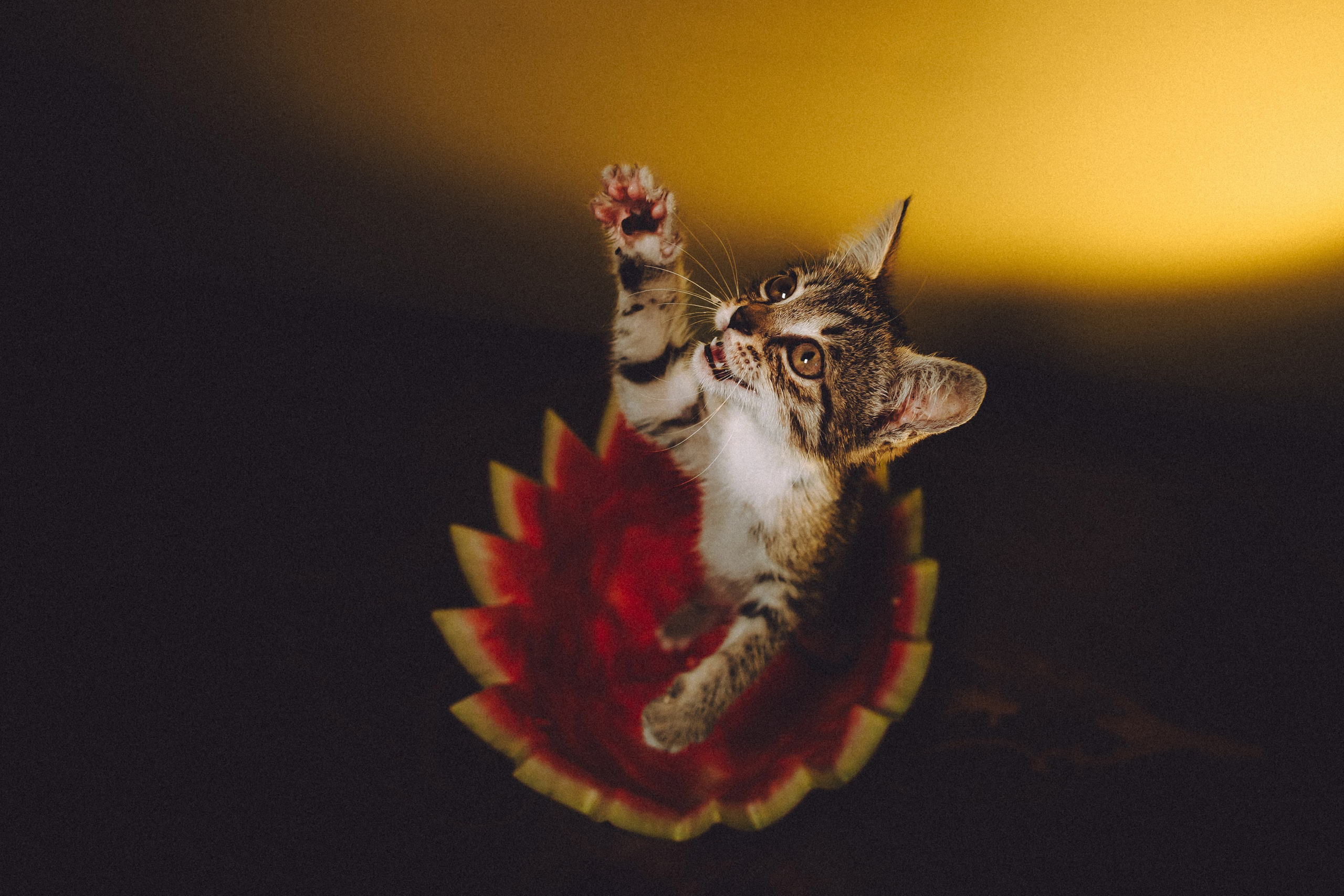 Более 30 идей для фотосессии с котенком