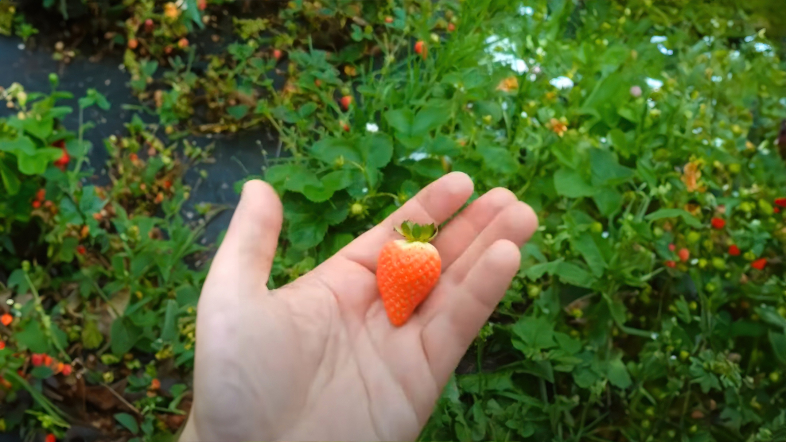 БИОЭНЕРГИЯ — Производство субстрата для теплиц, маты для выращивания