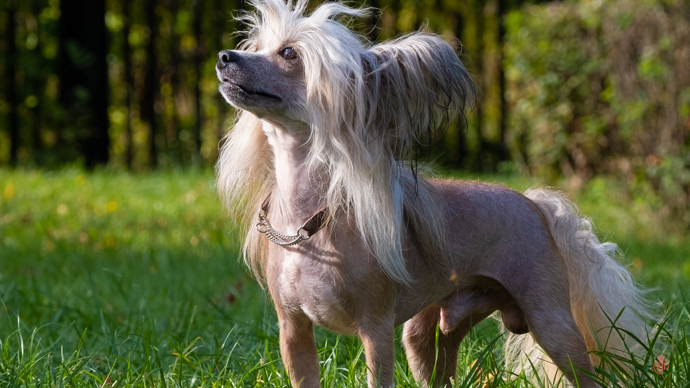 On a walk. Chinese Crested Dog Kennel Poale Ell